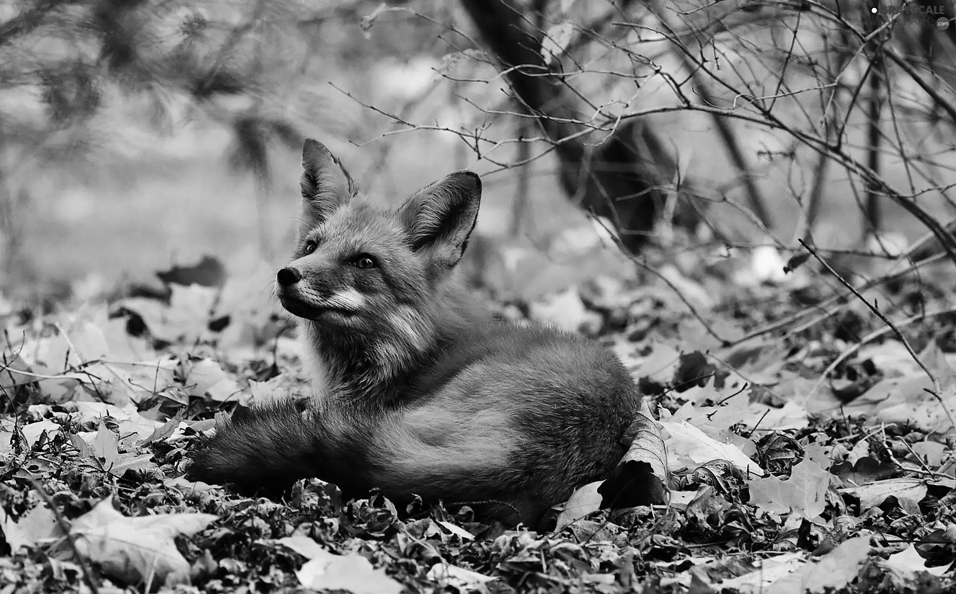 fox, Leaf