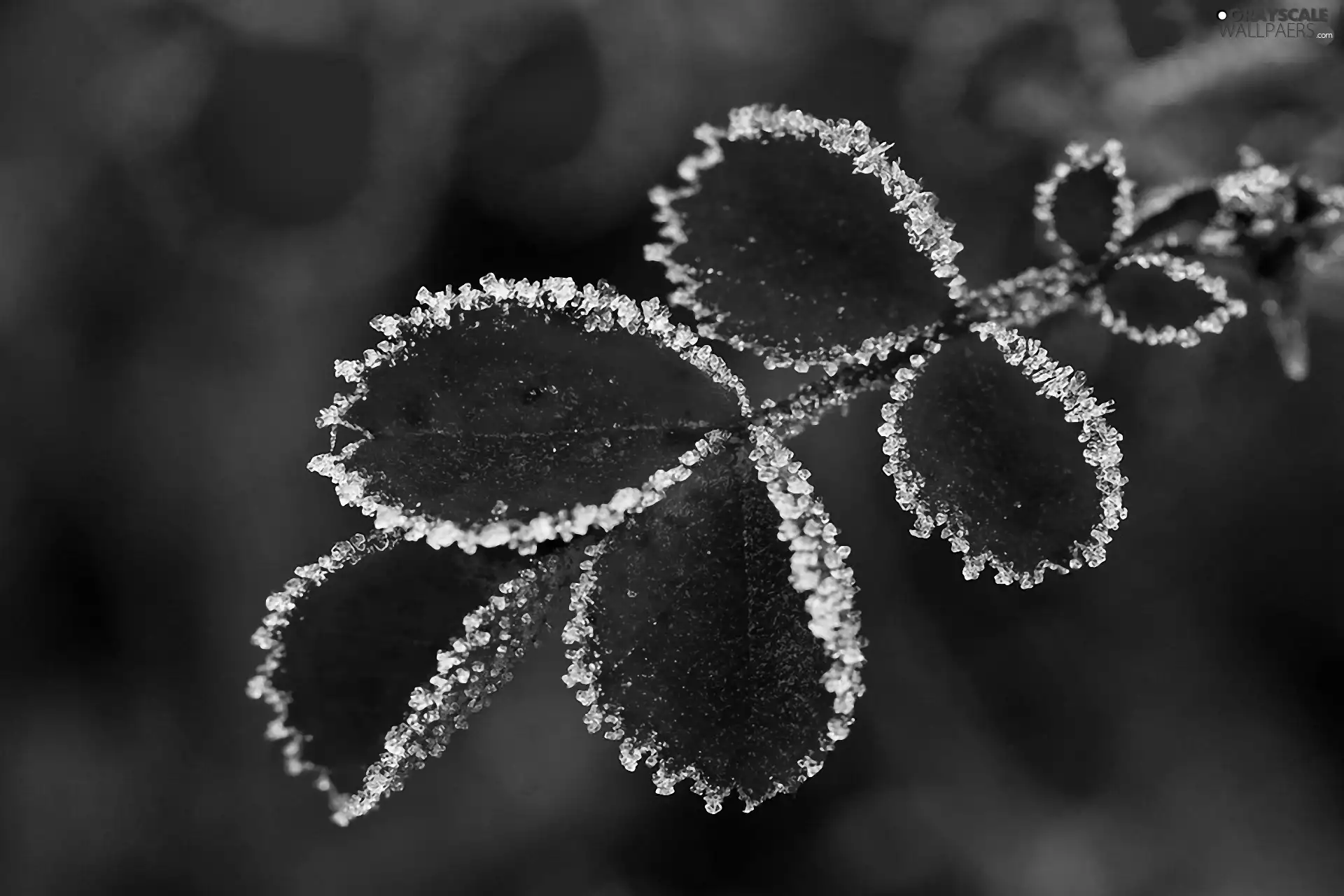 White frost, Red, Leaf