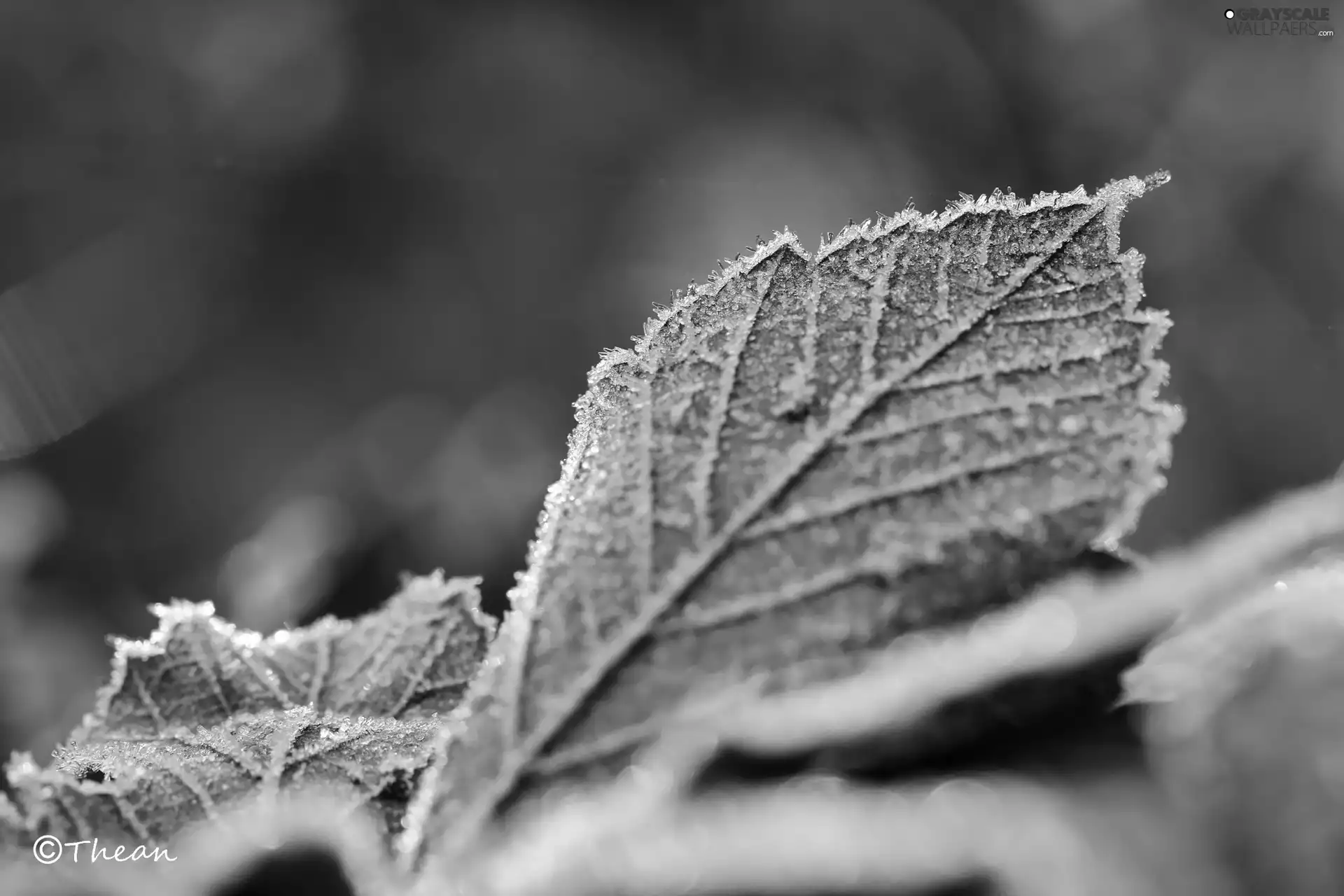 frozen, Leaf