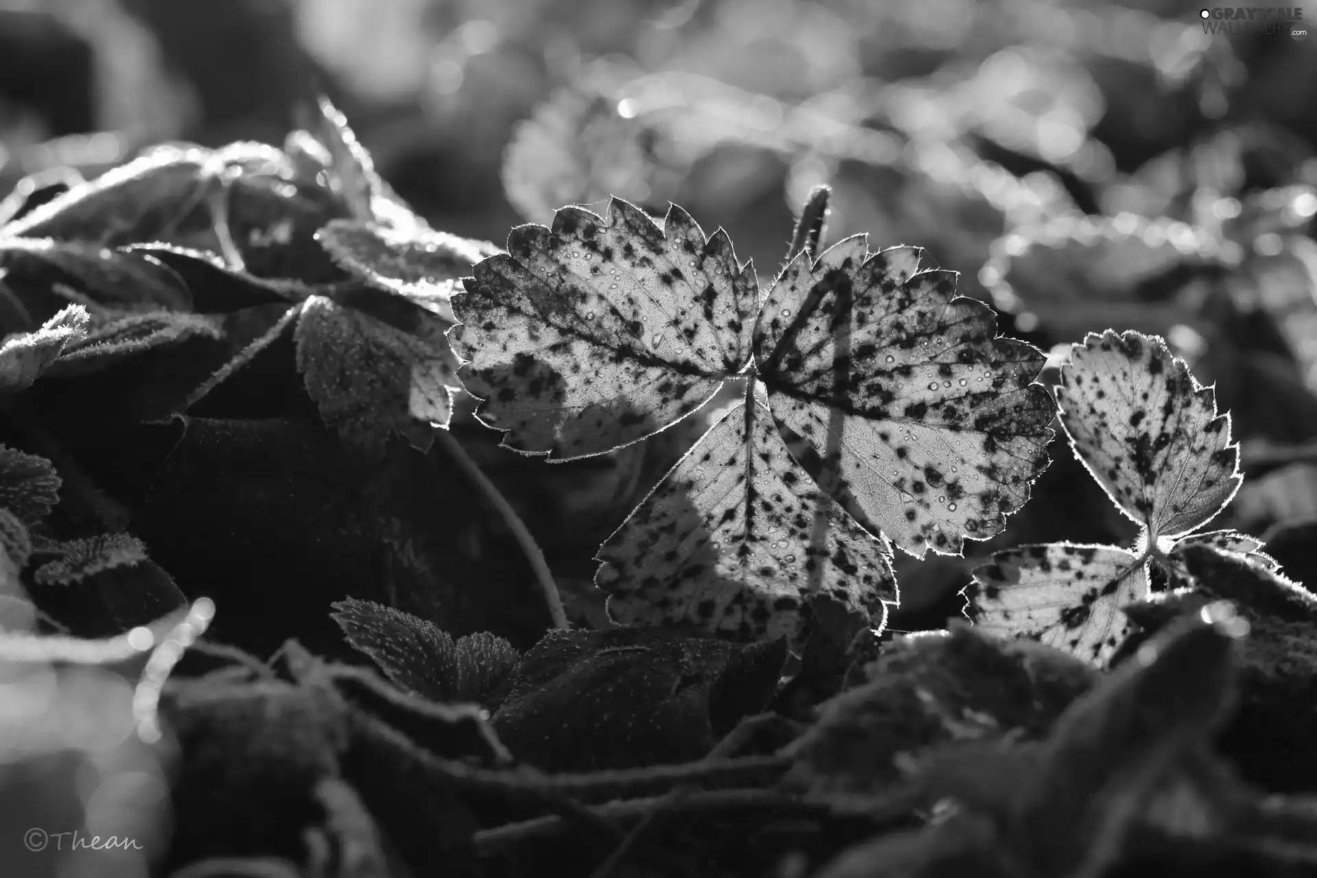 frozen, Leaf