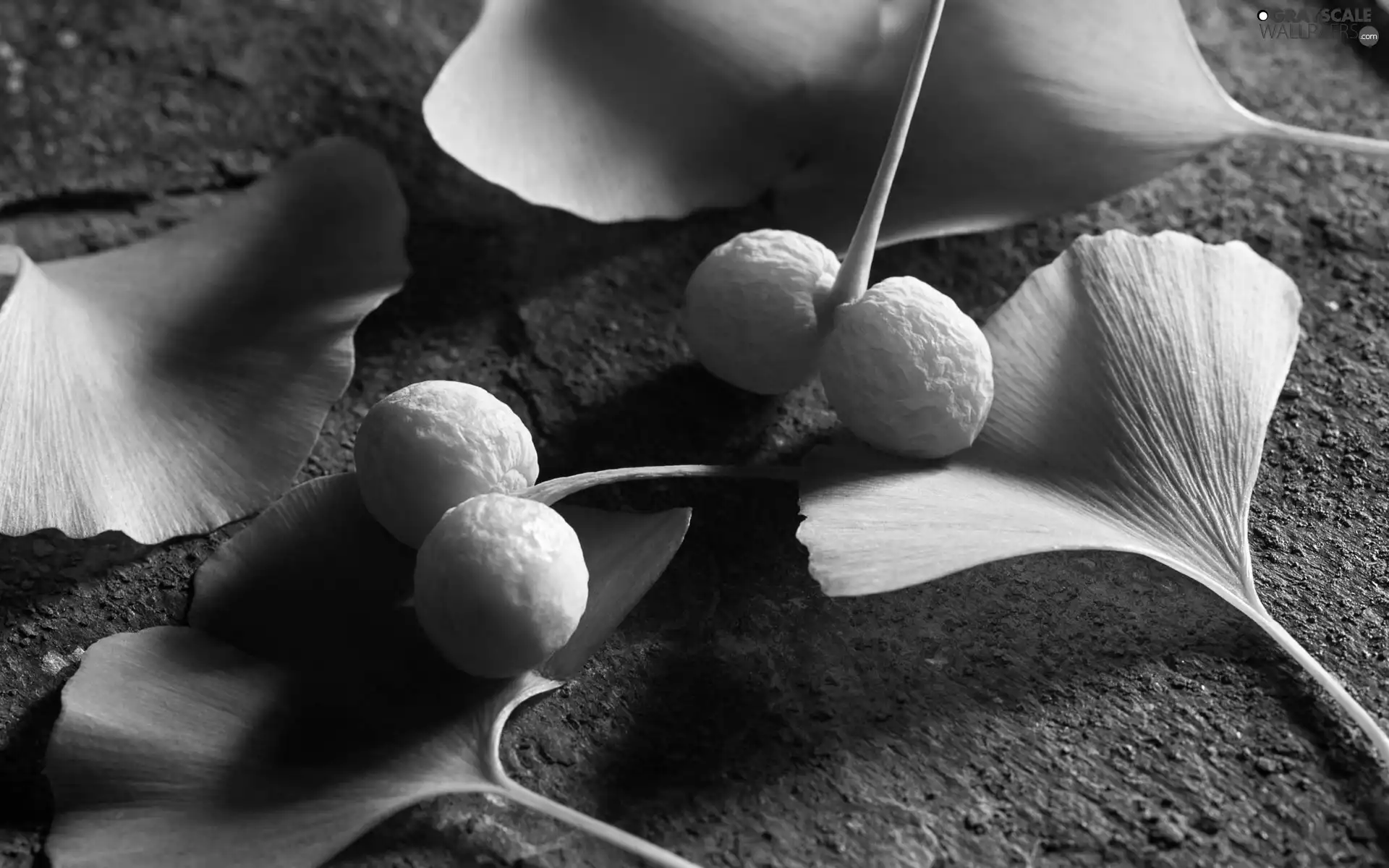 Leaf, chinese, Fruits