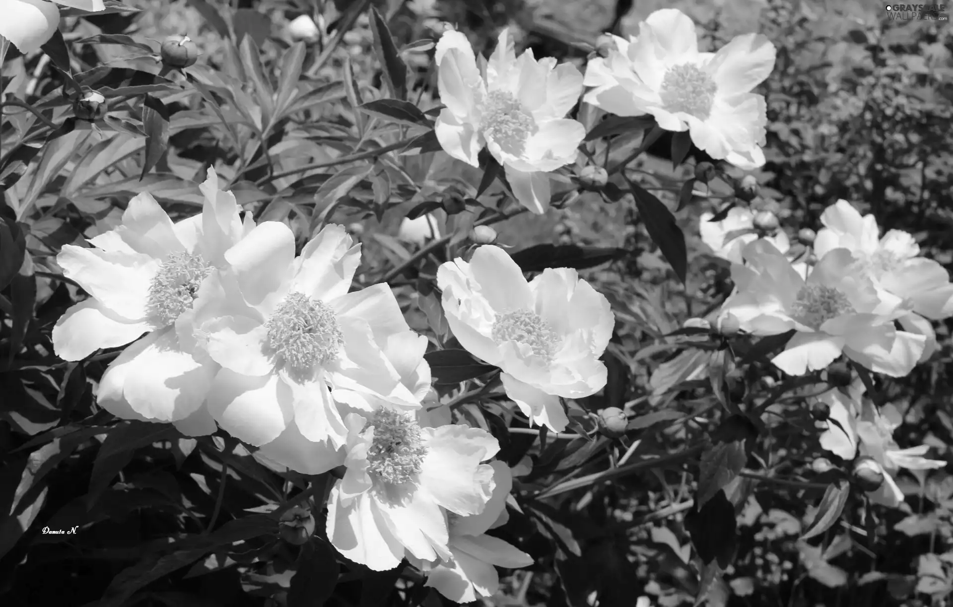 White, Flowers, Leaf, Garden, Buds, Peonies