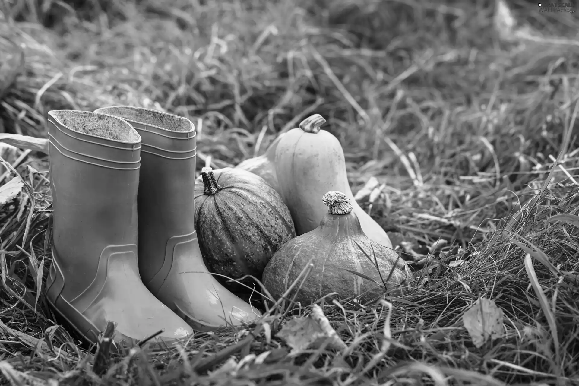 wellingtons, autumn, grass, Leaf, pumpkin, Garden