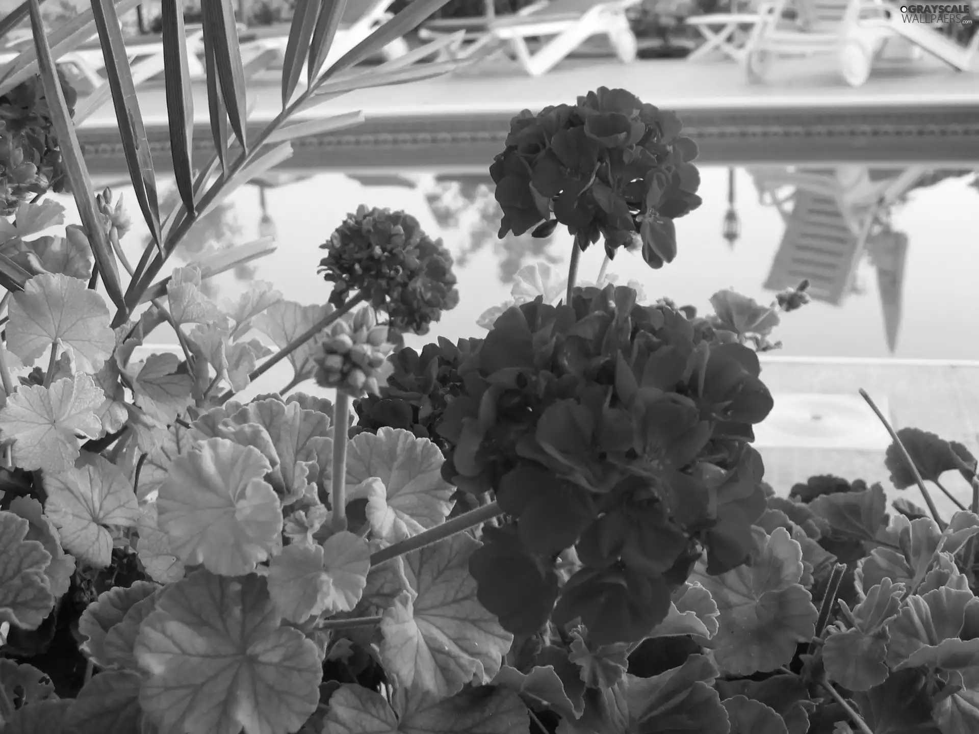 Leaf, Red, geraniums