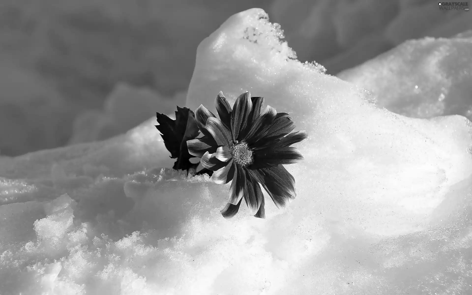 leaf, snow, Gerbera