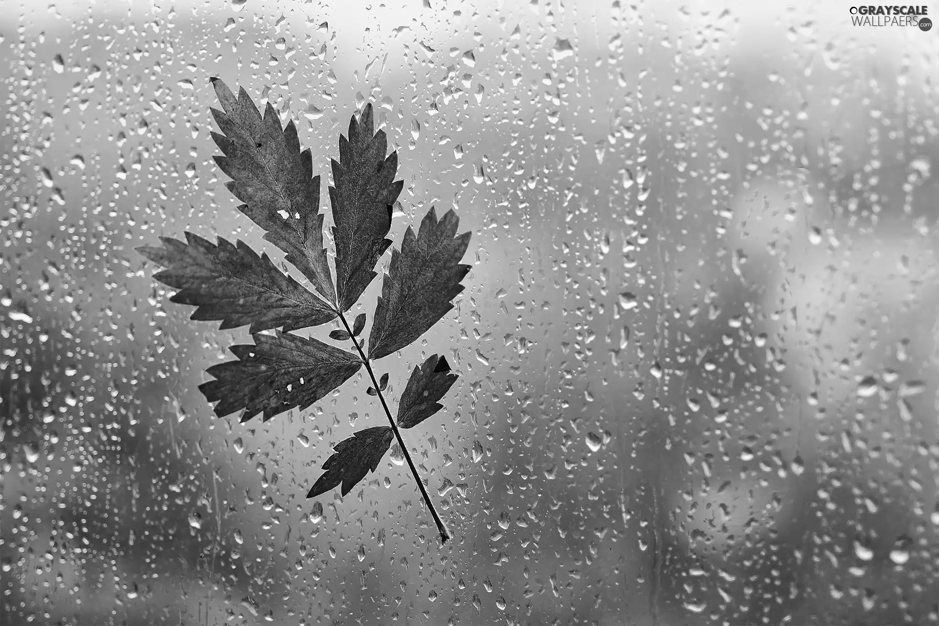 Glass, Autumn, leaf, Rain