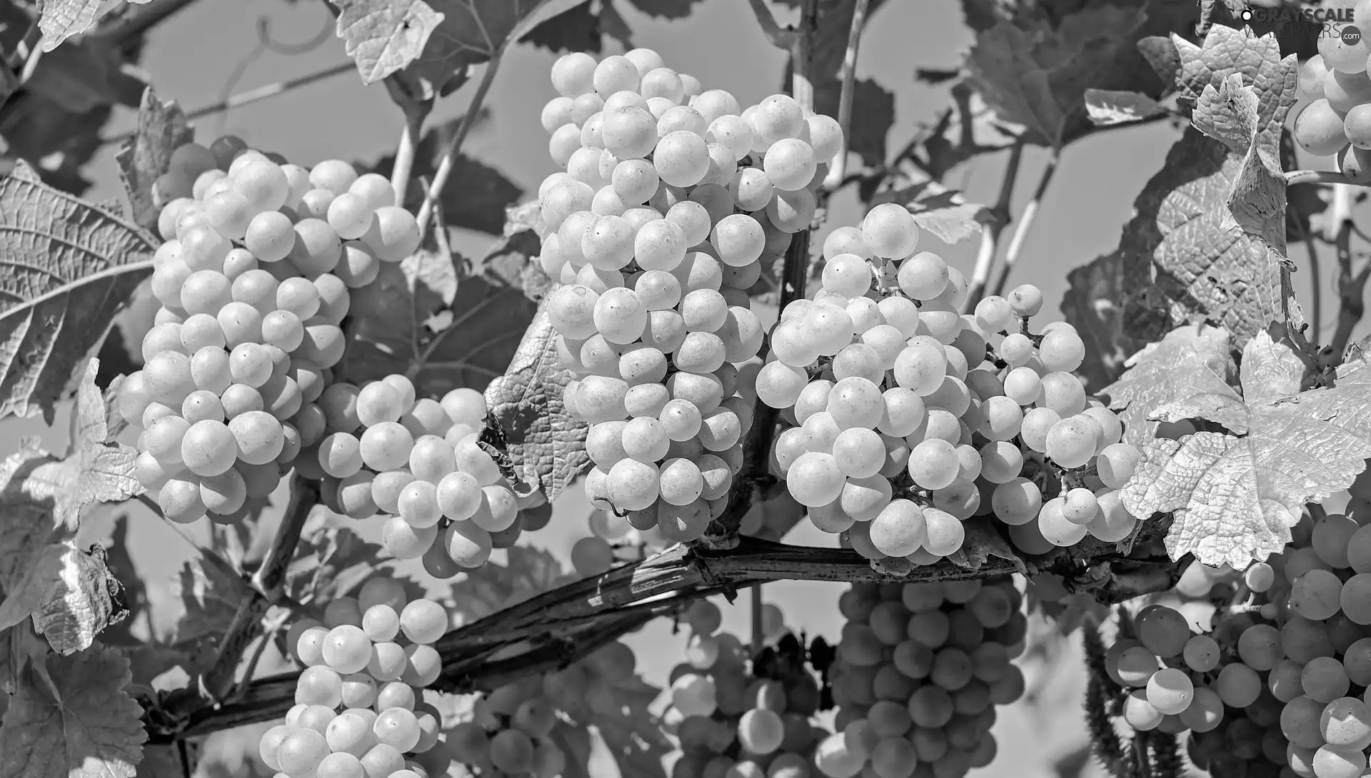 Grapes, twig, Leaf, bunches