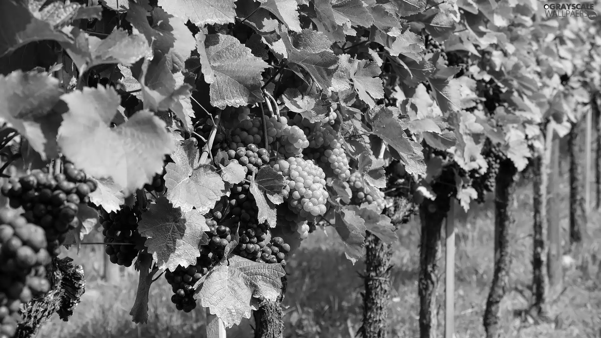 Leaf, vineyard, Grapes
