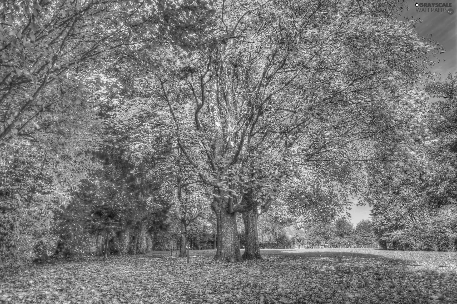 Leaf, grass, trees, viewes, autumn