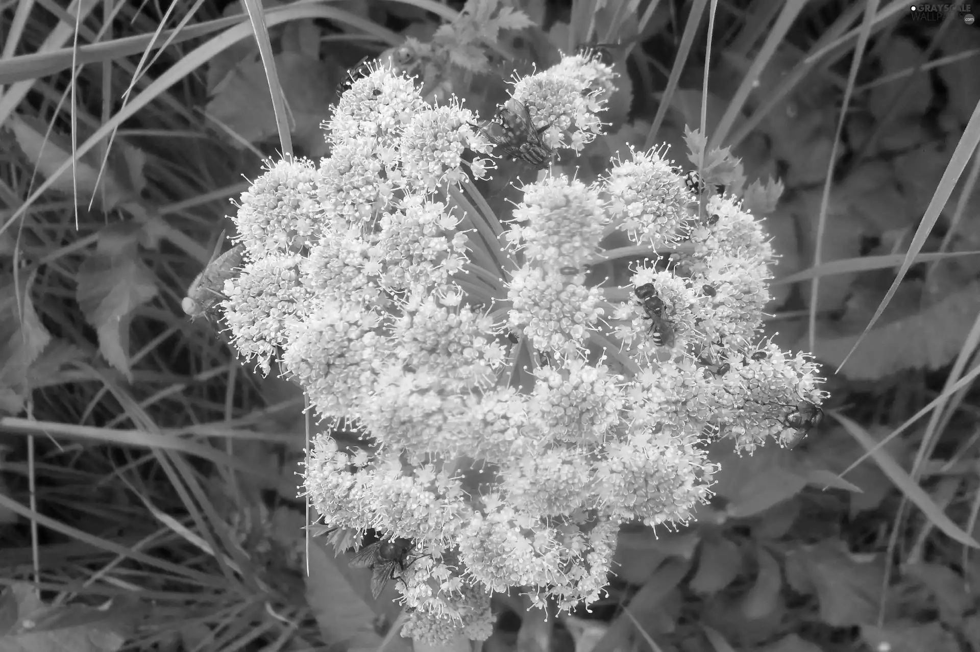 insects, White, Leaf, green, grass, Flowers