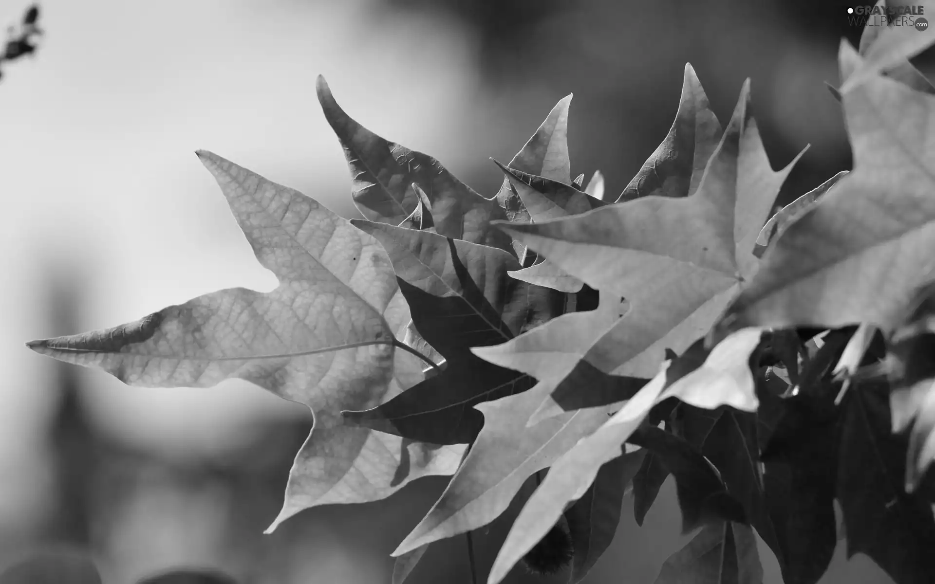 maple, green ones, Leaf