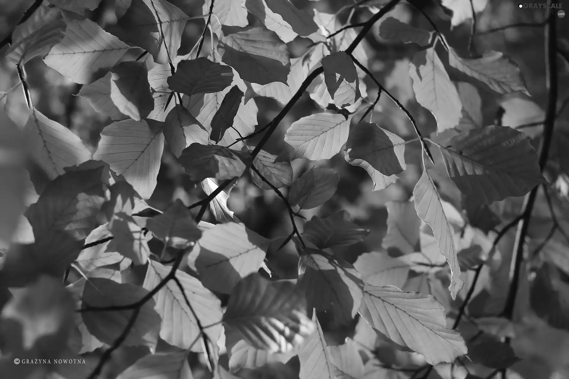 Twigs, green ones, Leaf