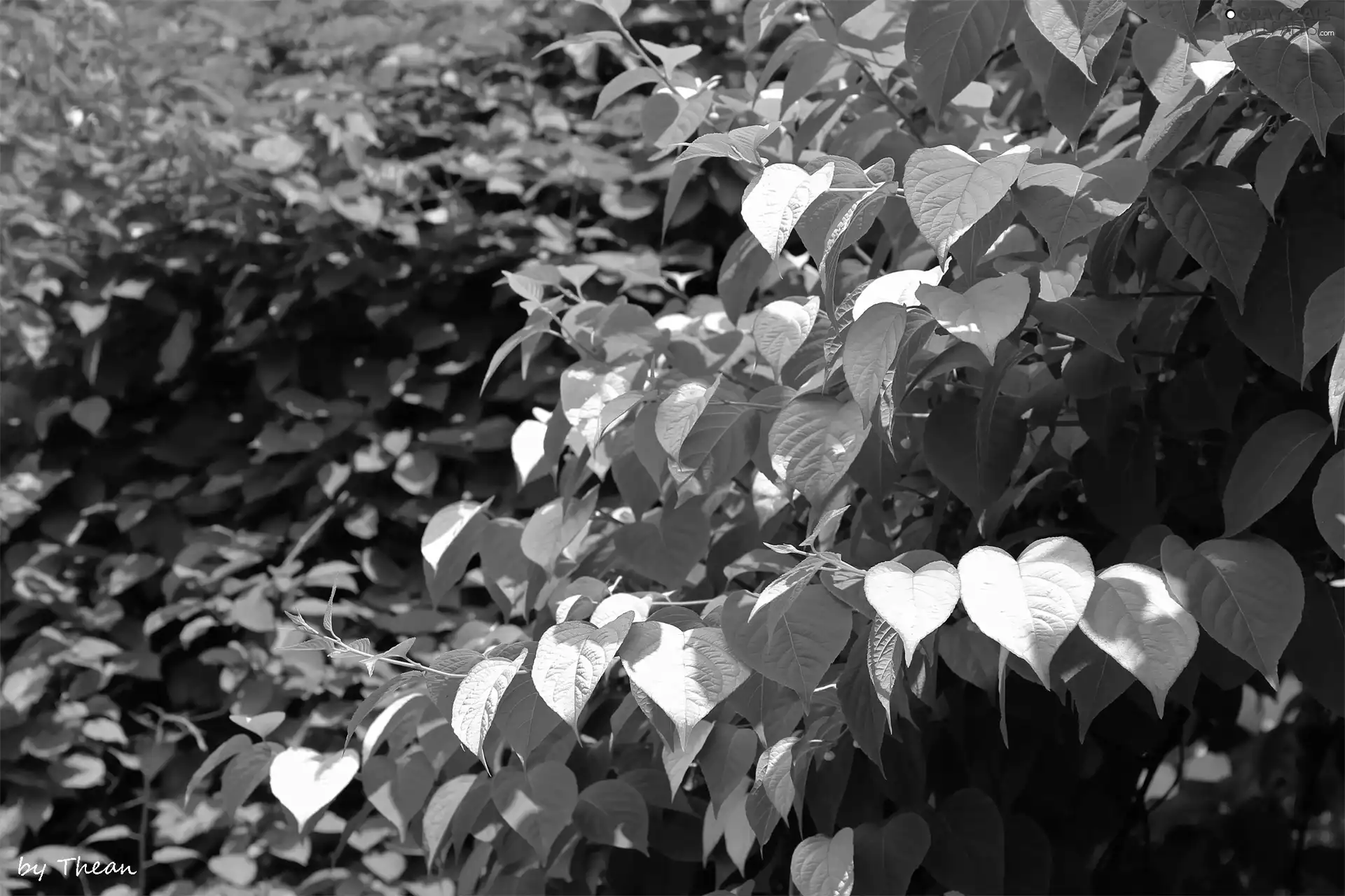 White, Pink, Leaf, green ones