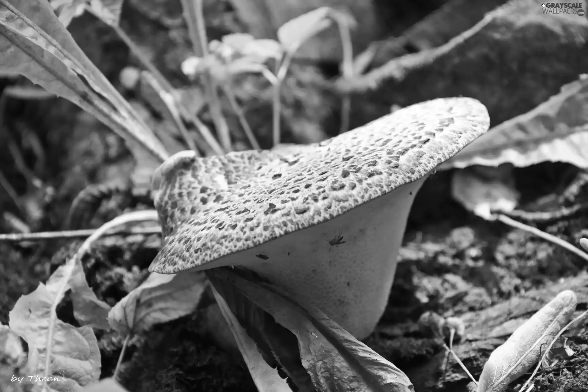 Leaf, Mushrooms, Hat