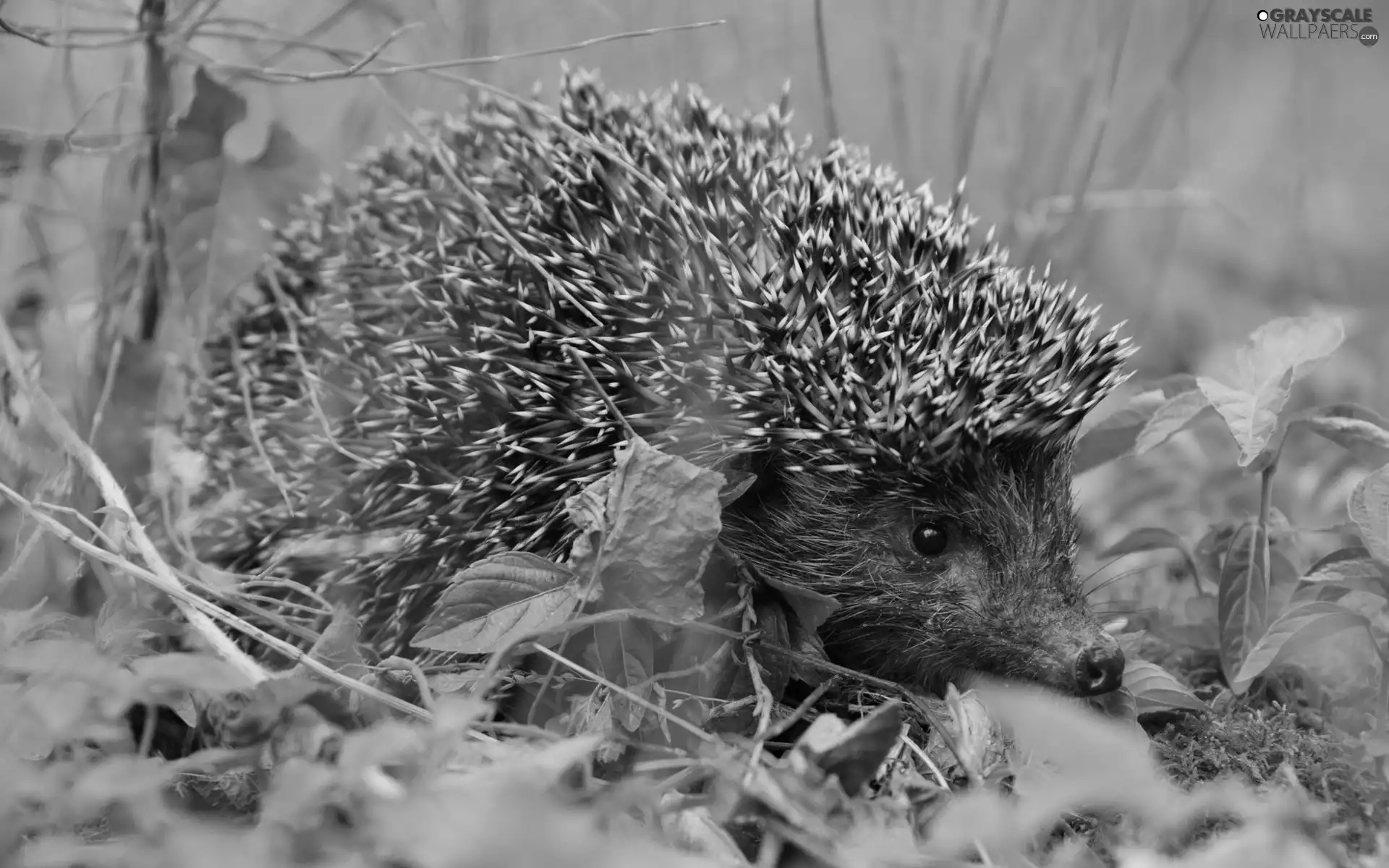 hedgehog, Leaf