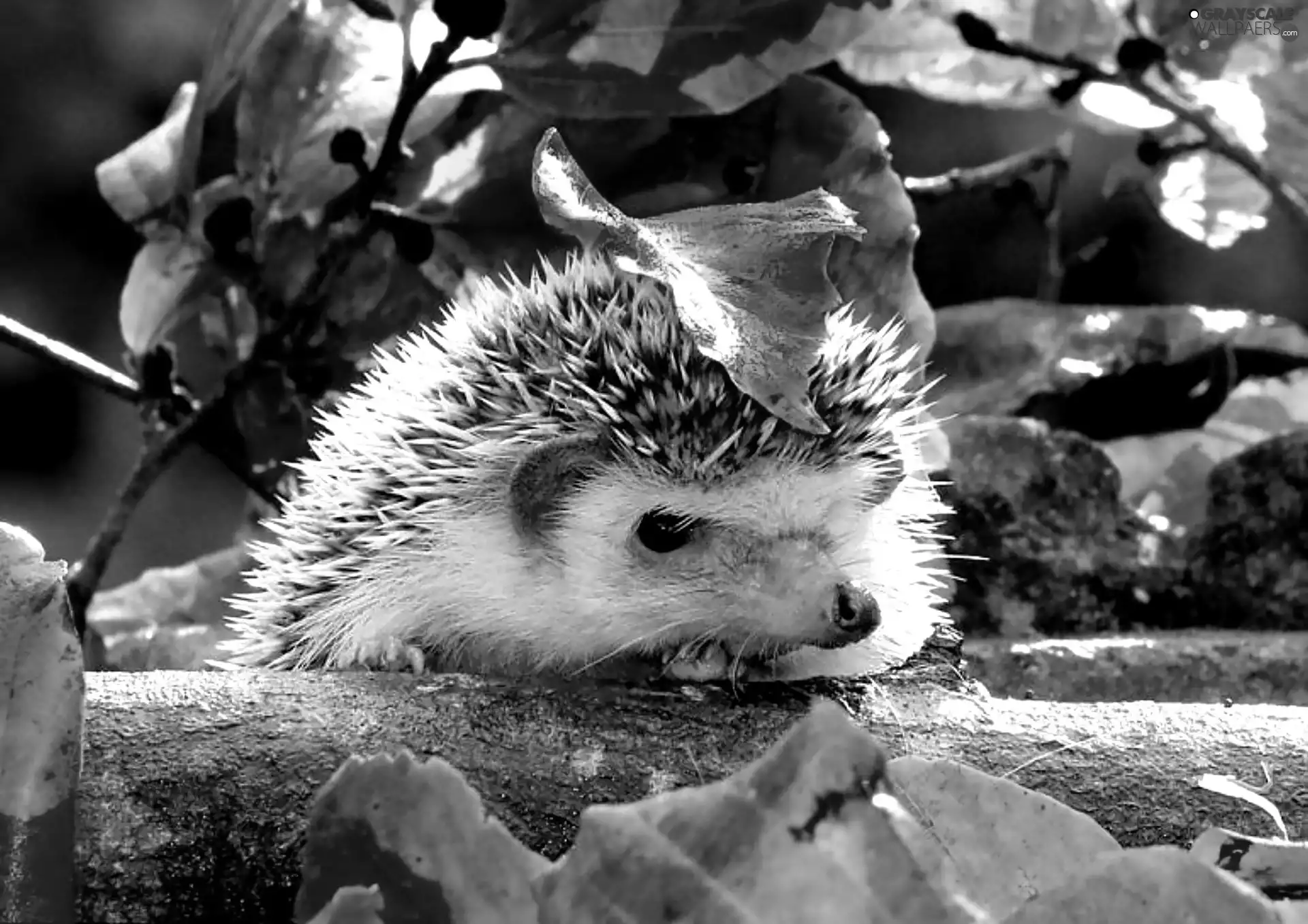 hedgehog, Leaf