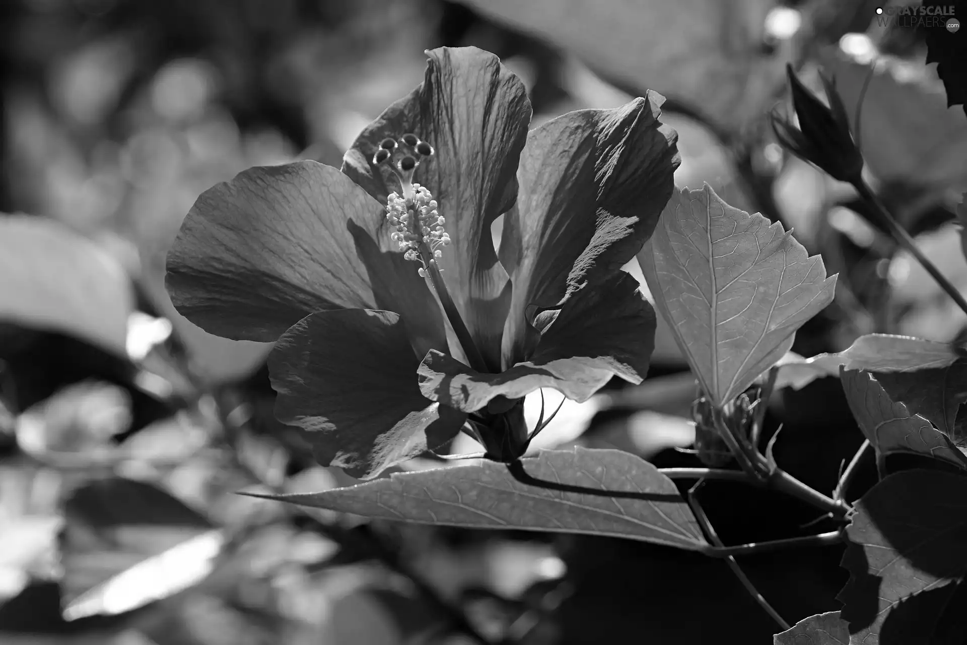 Leaf, flower, hibiskus