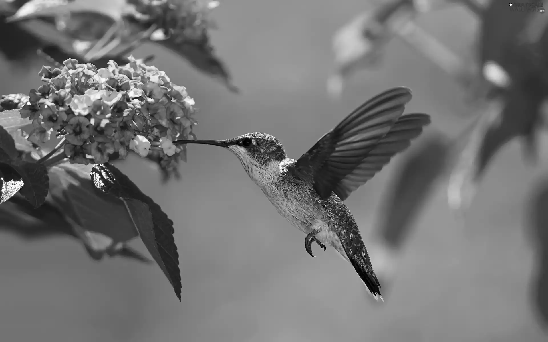 Bird, Flowers, Leaf, humming-bird