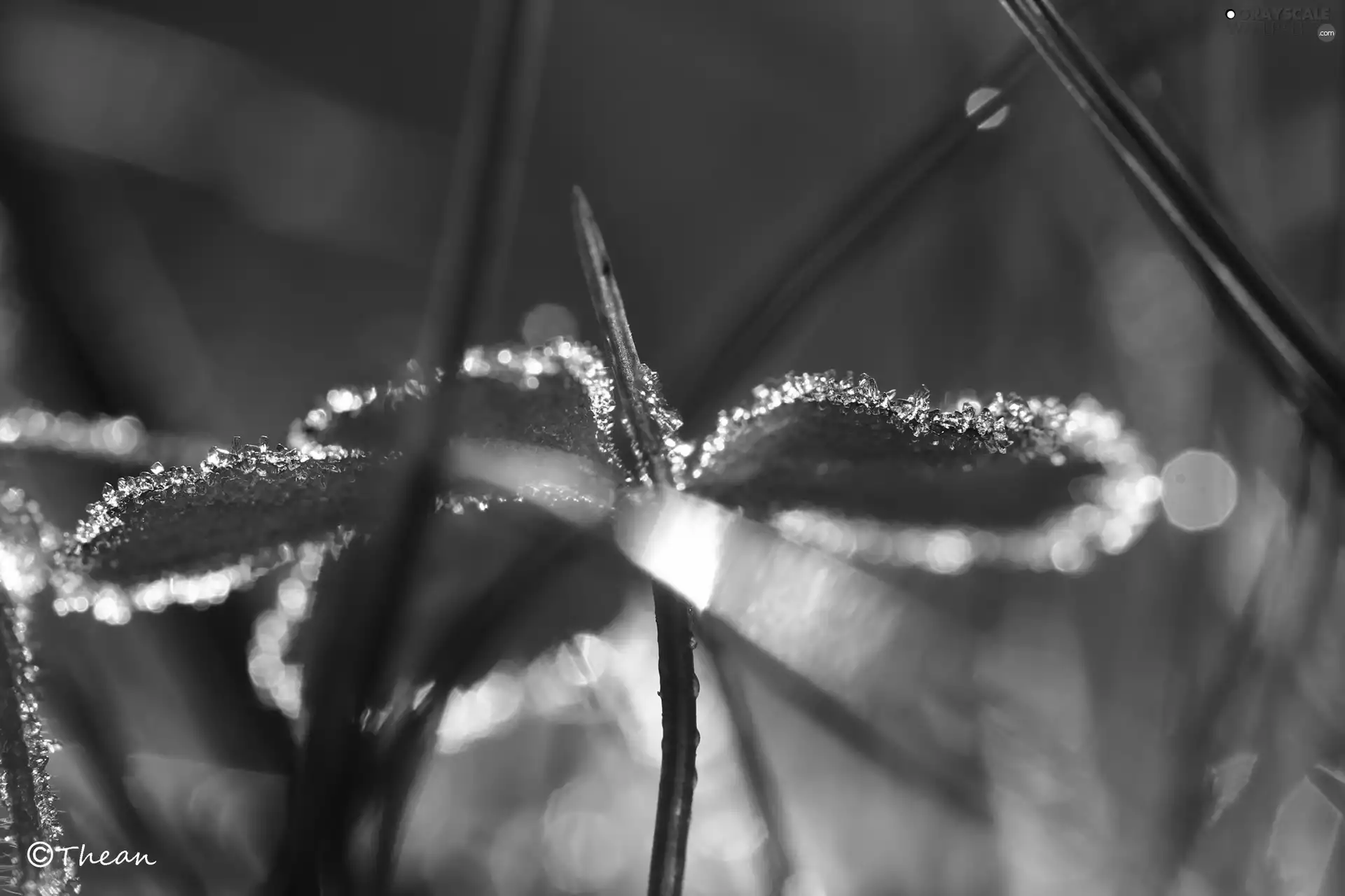 Leaf, crystals, ice