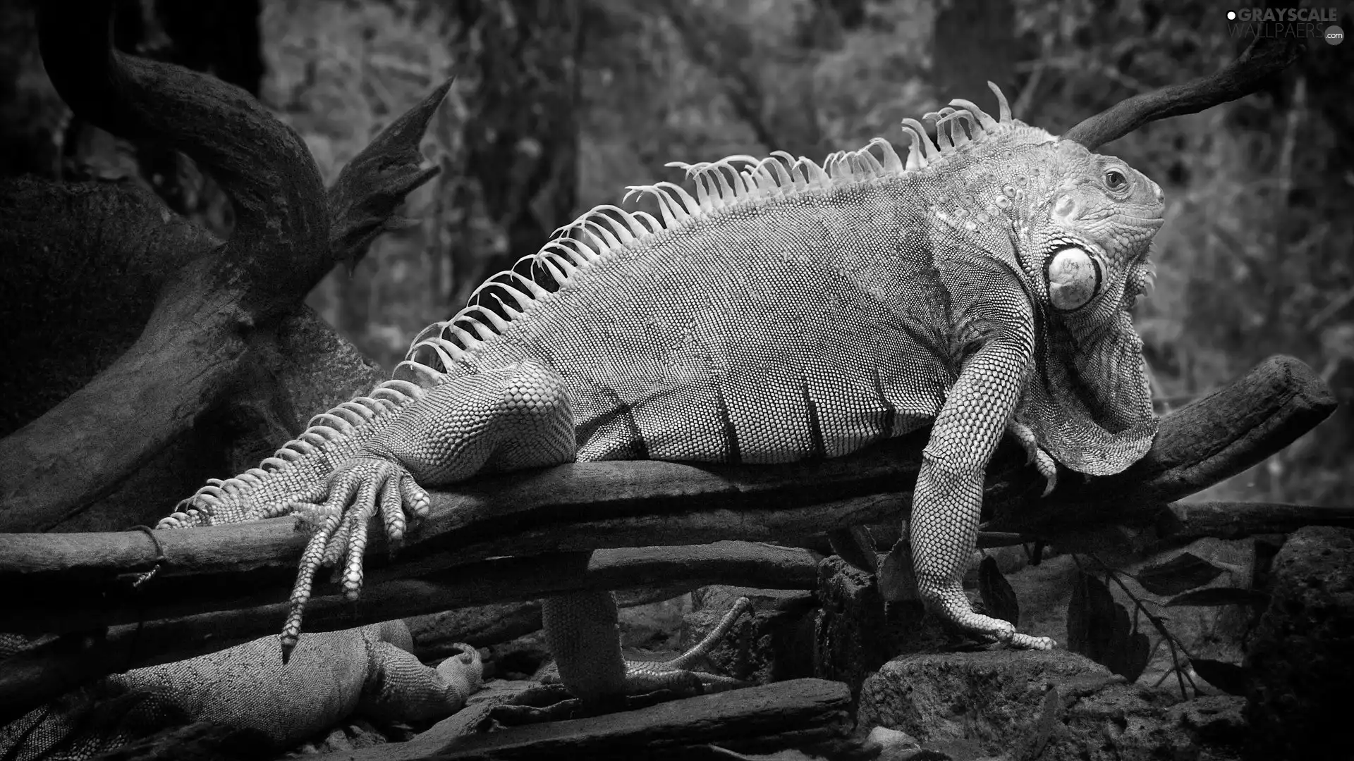 Iguana, trees, Leaf, branches
