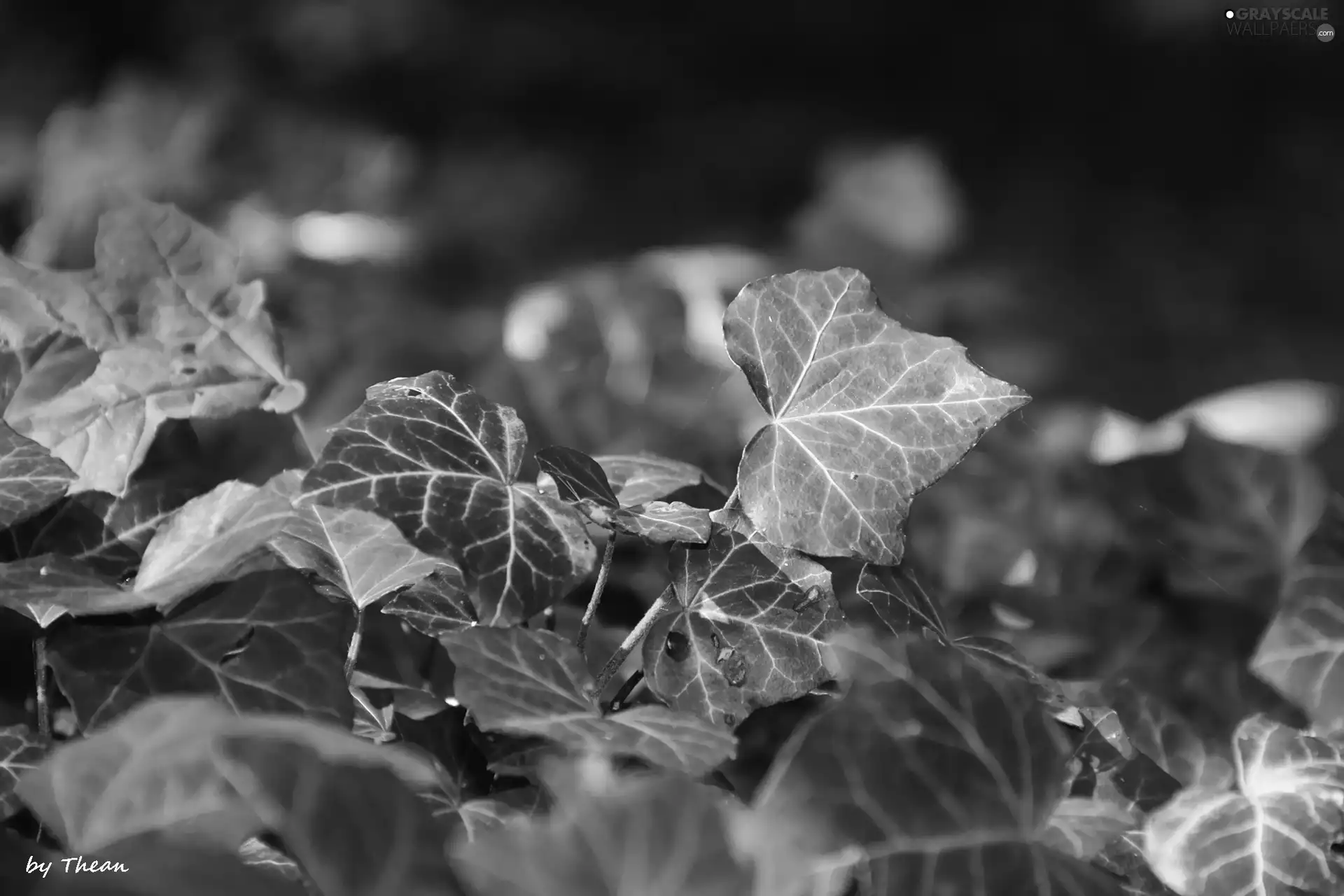ivy, Leaf