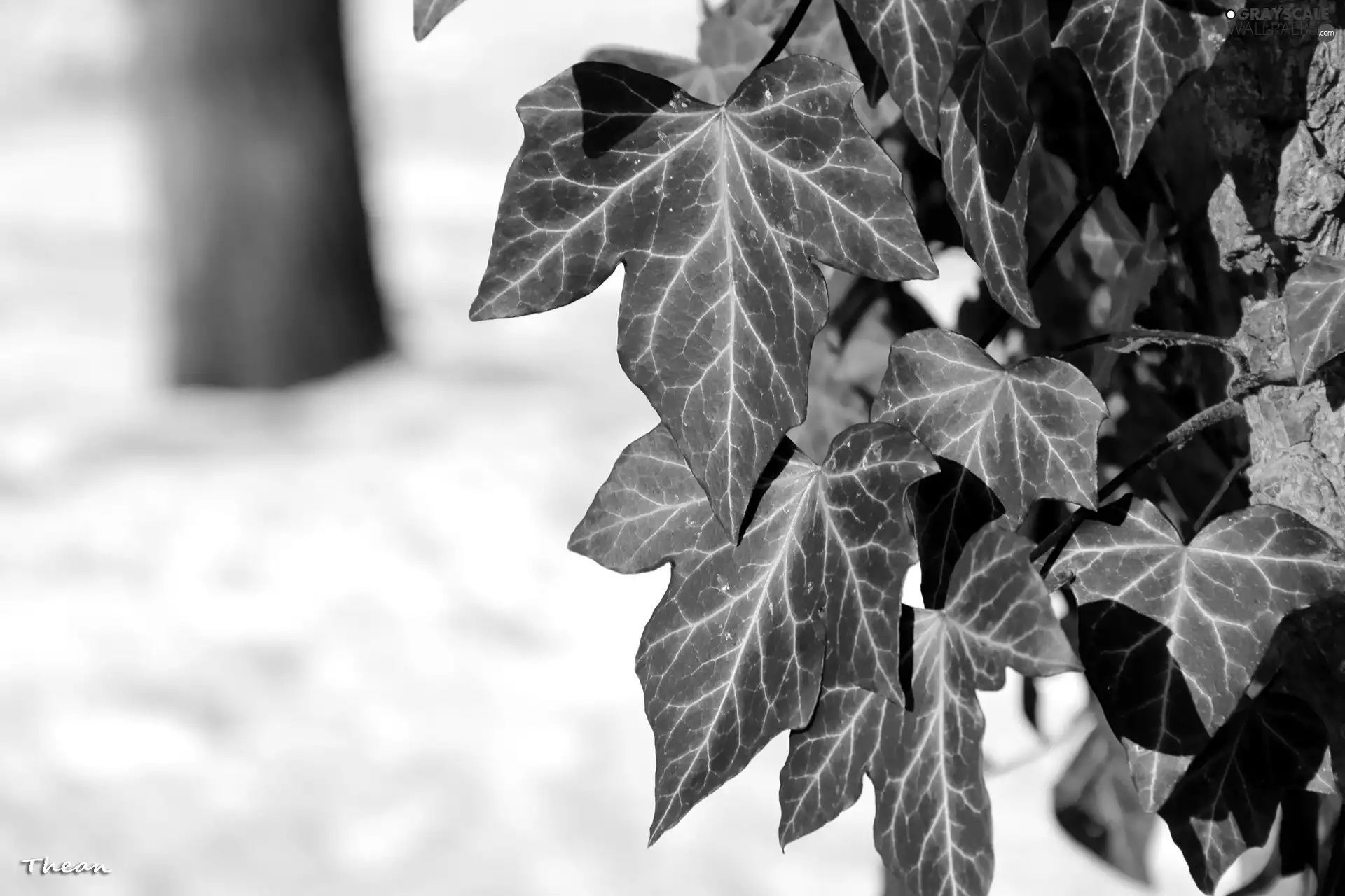 ivy, tree, Leaf, an