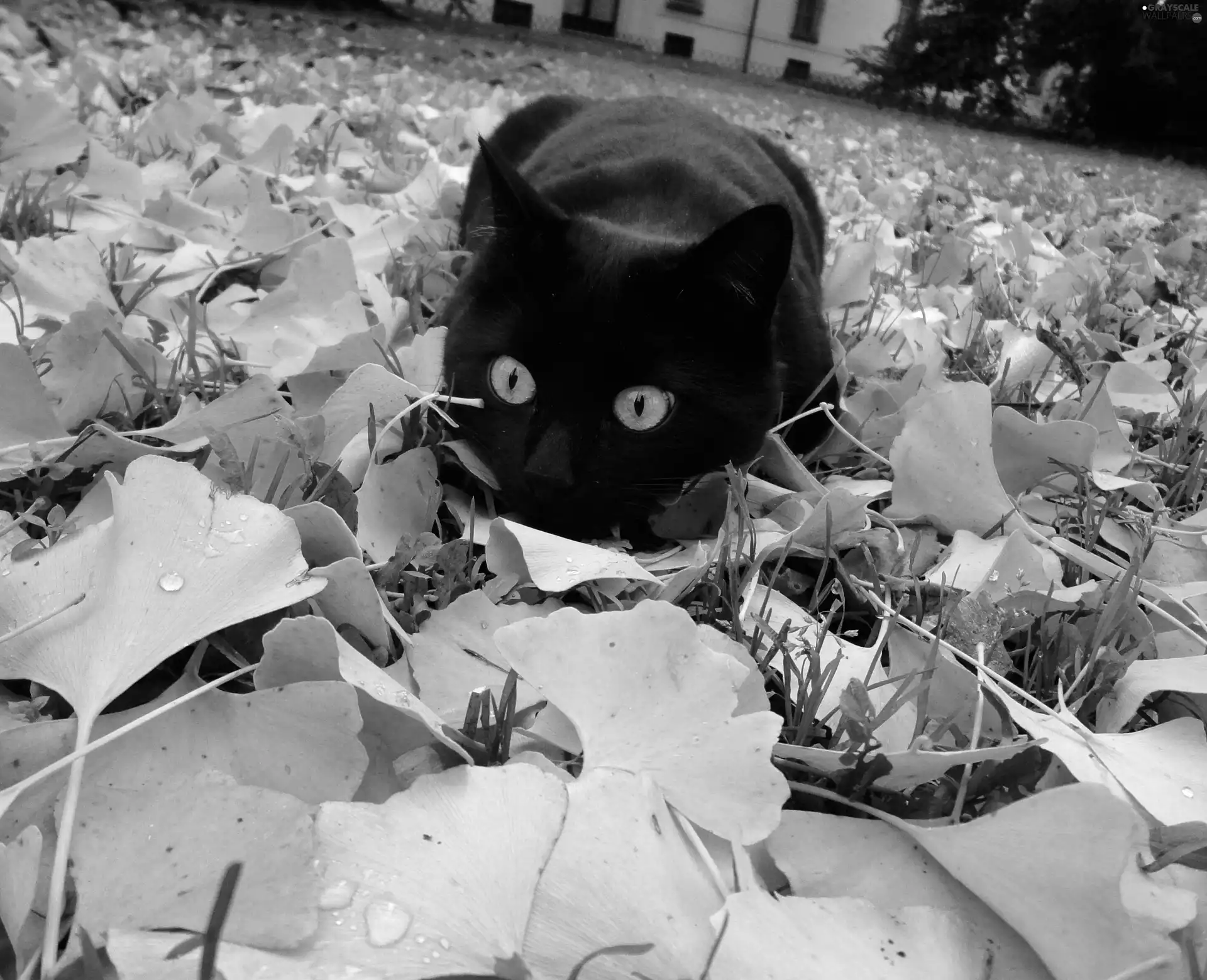 Leaf, Black, kitten