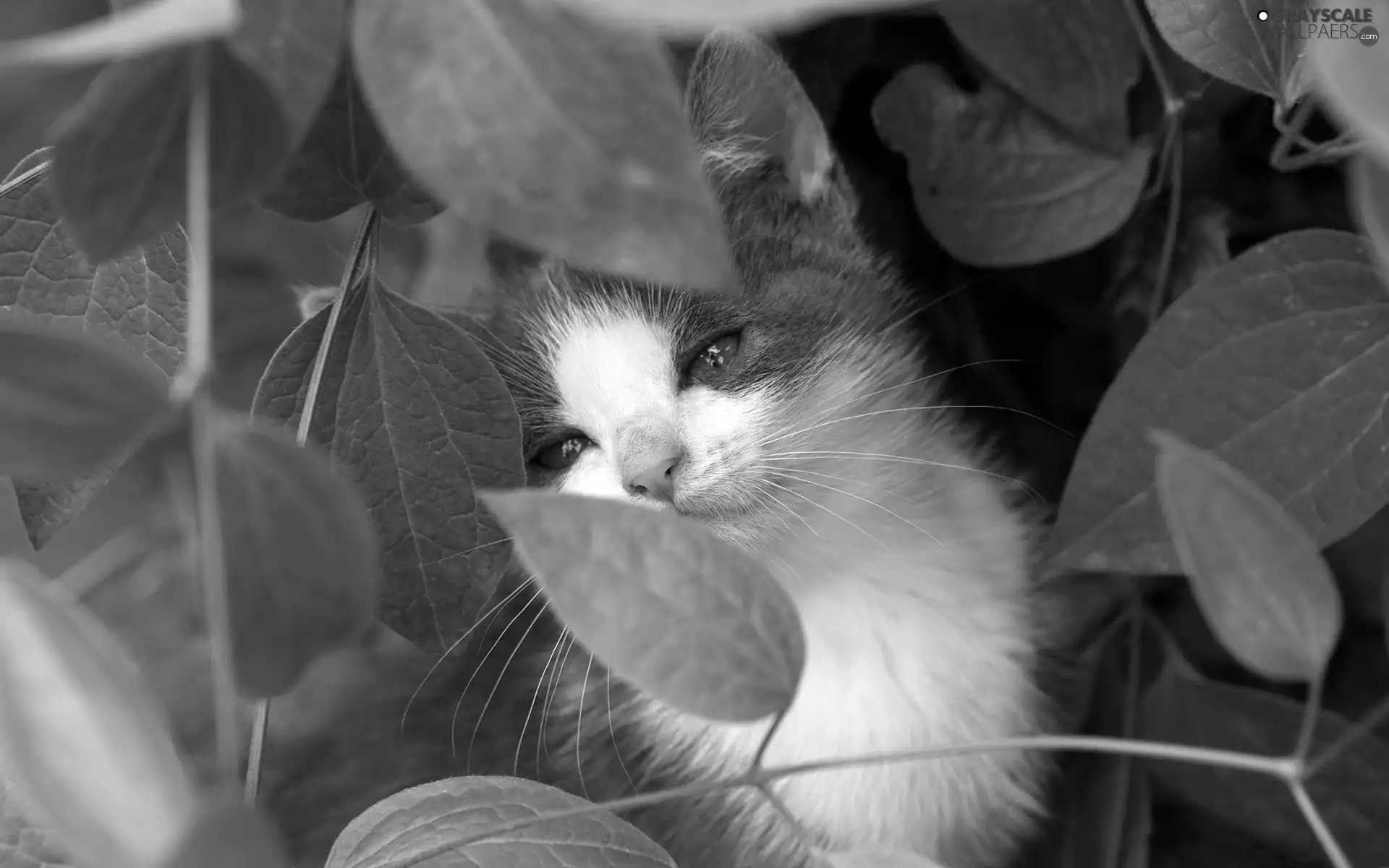 Leaf, Gray, kitten