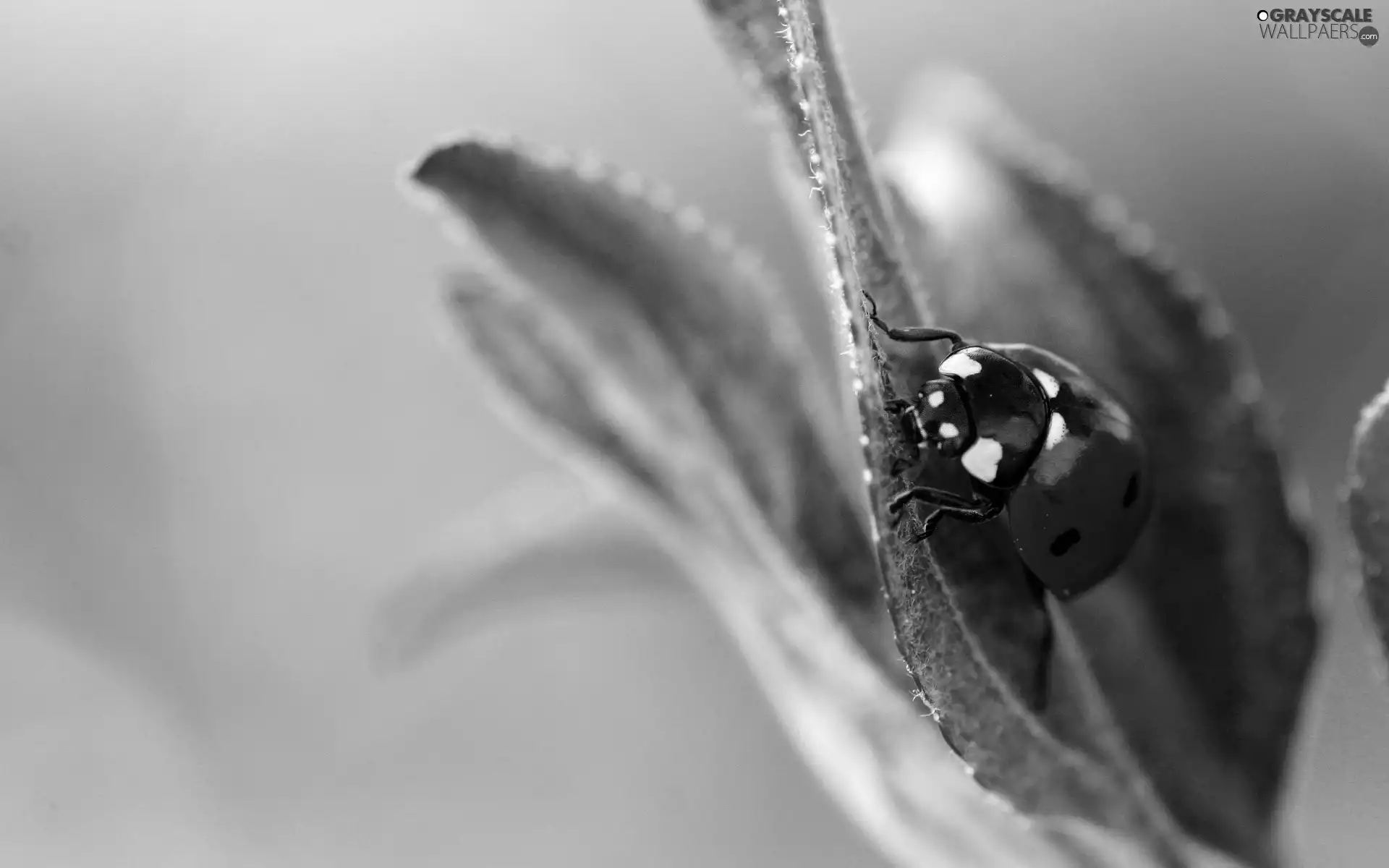 ladybird, leaf