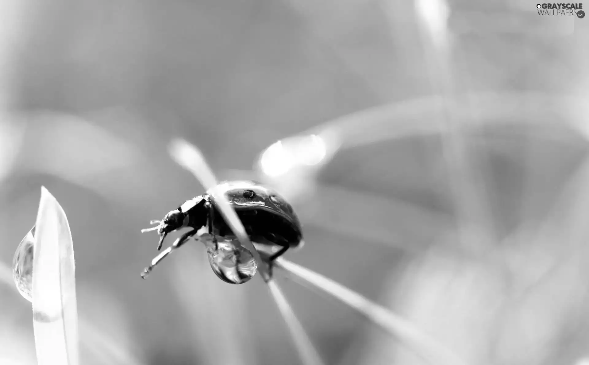 ladybird, Leaf