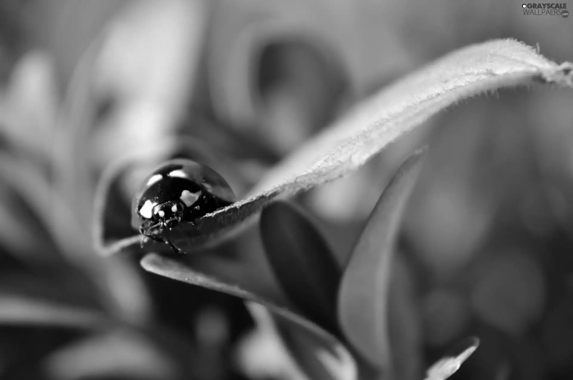 ladybird, leaf