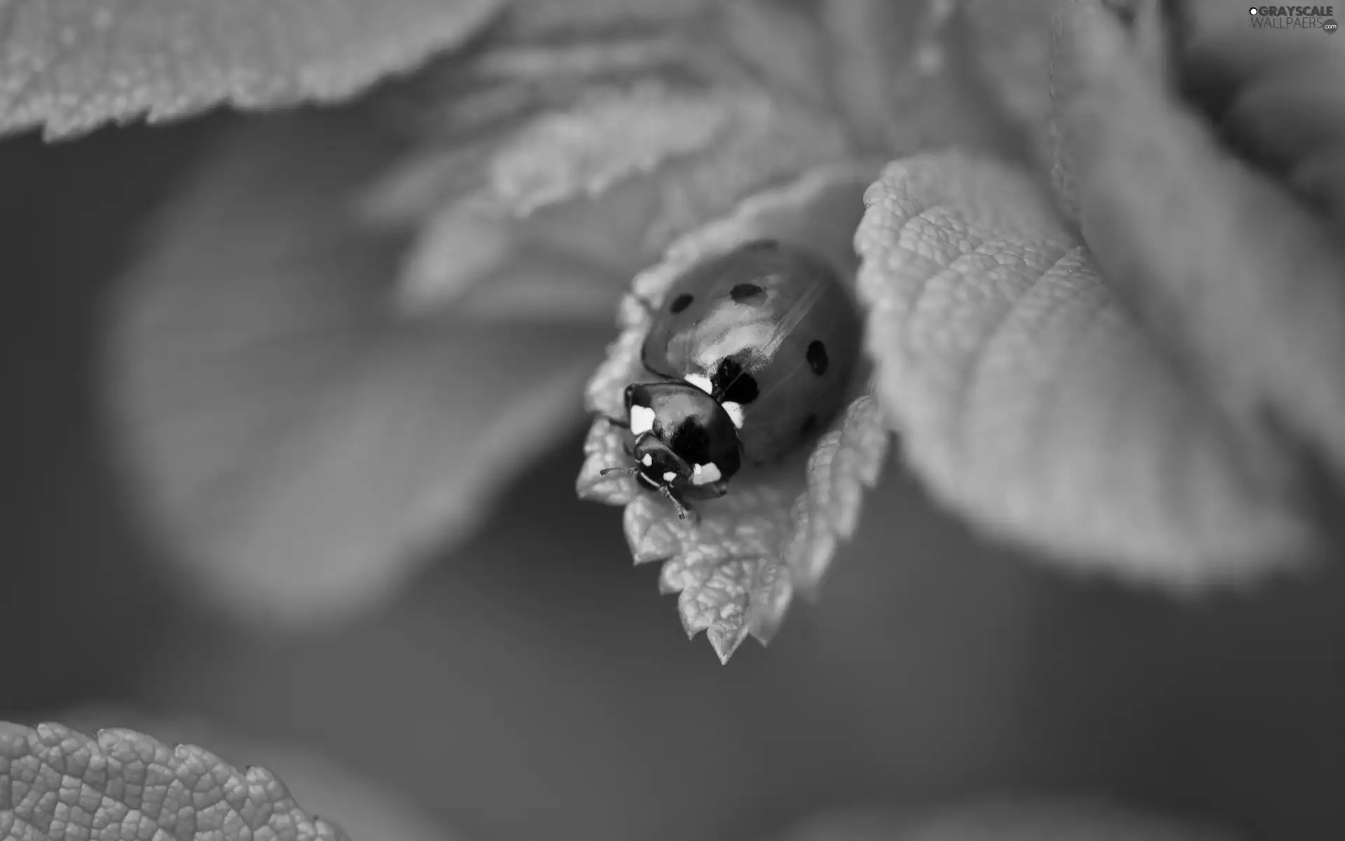 ladybird, Leaf
