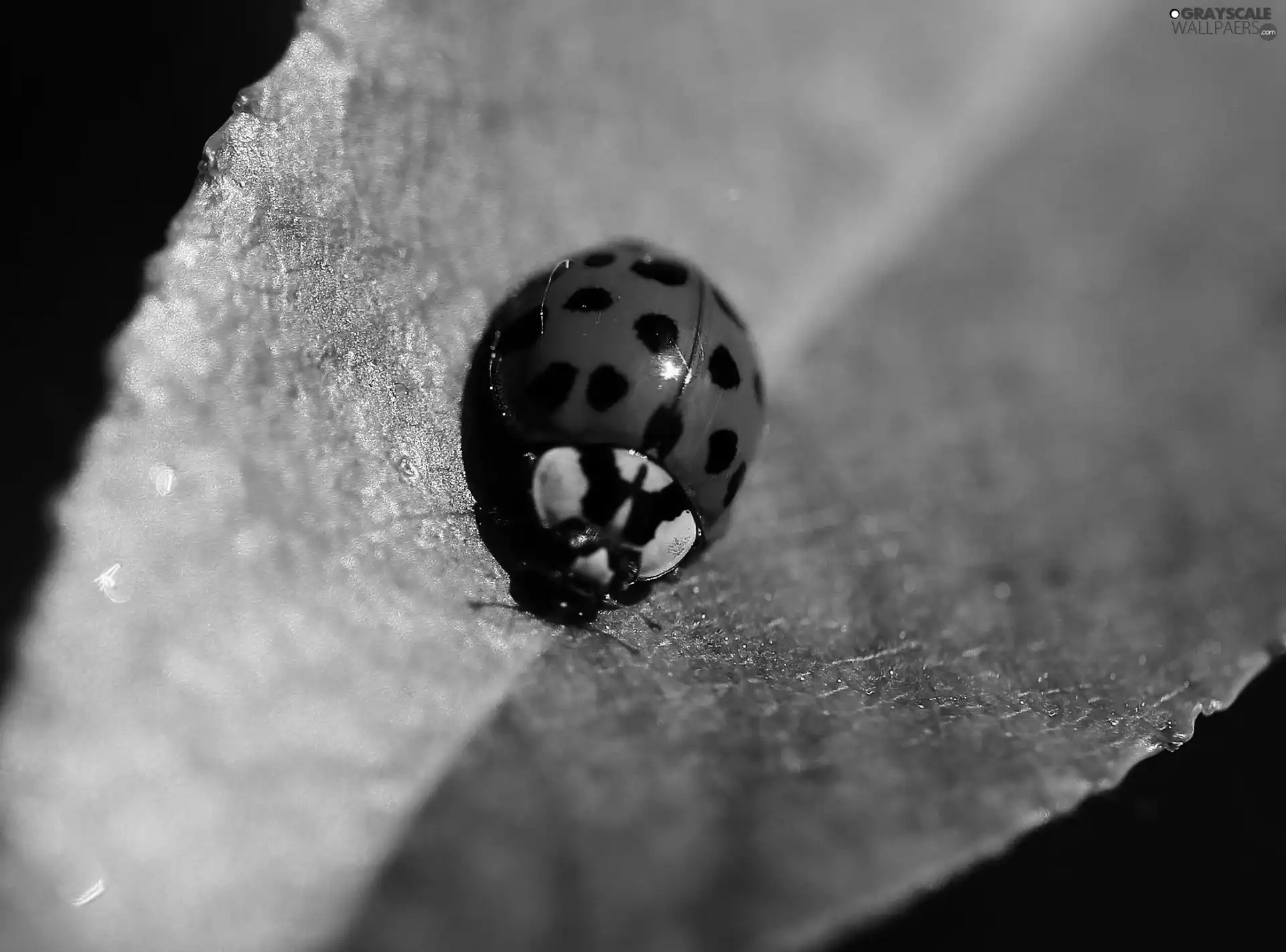 ladybird, leaf