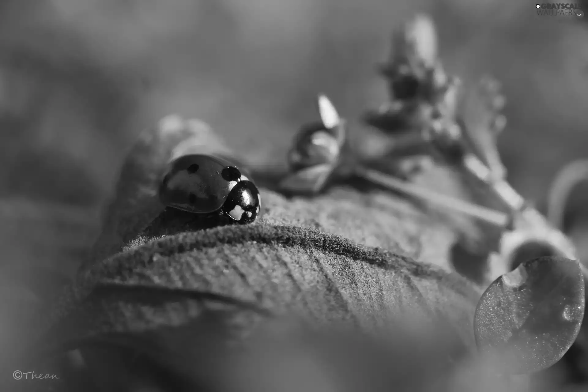 ladybird, Flower, leaf, blue