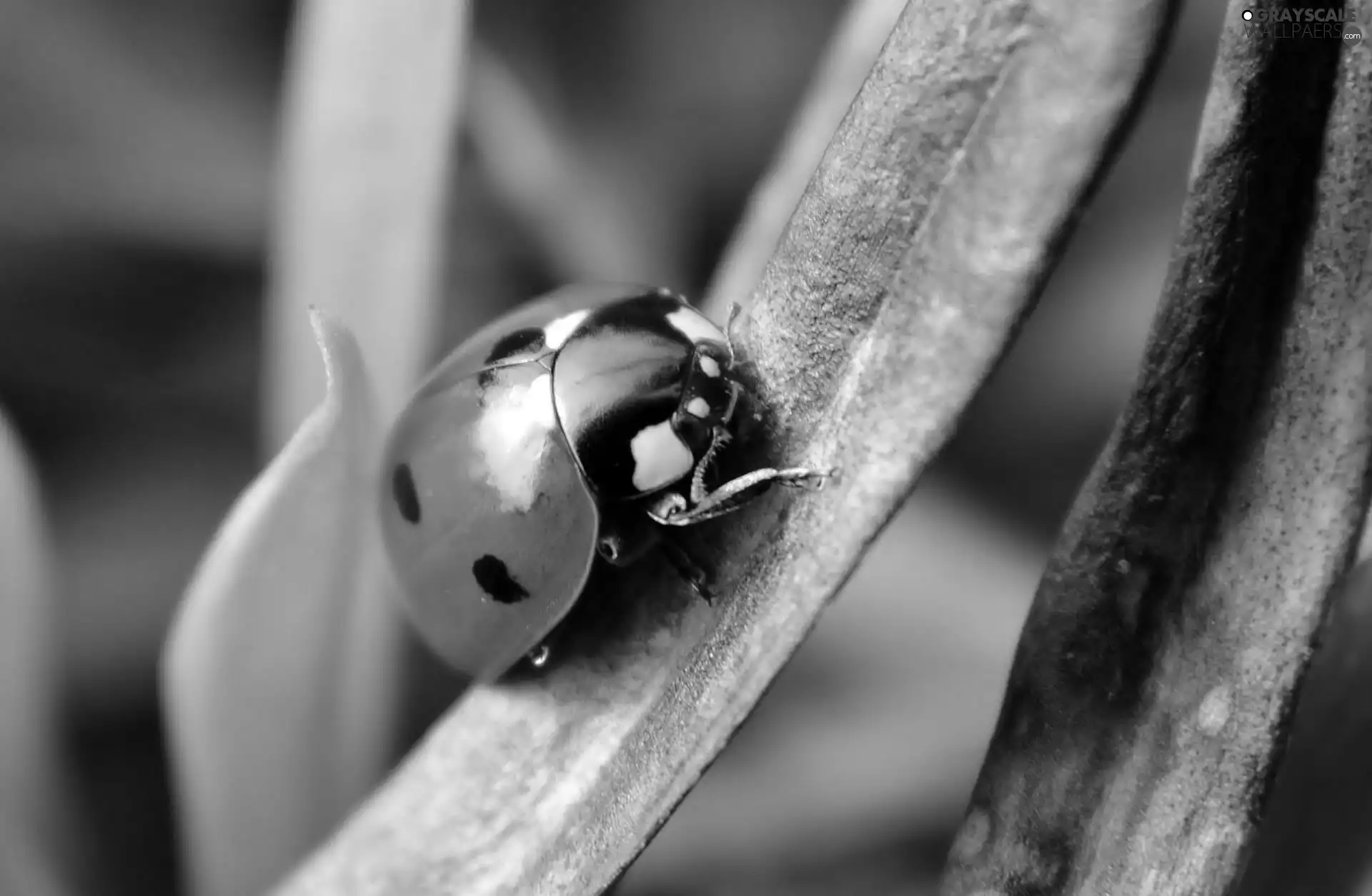 ladybird, leaf