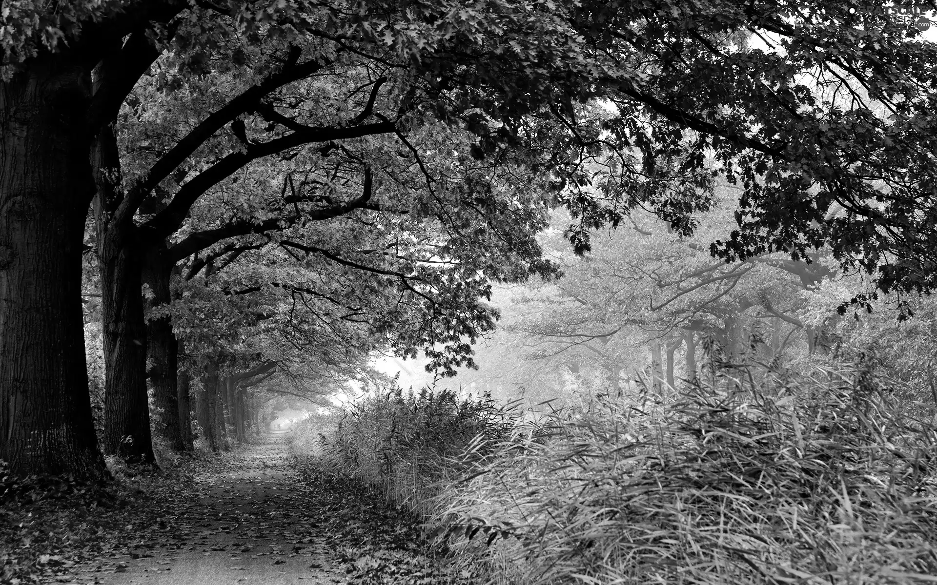 Leaf, lane, trees, viewes, color