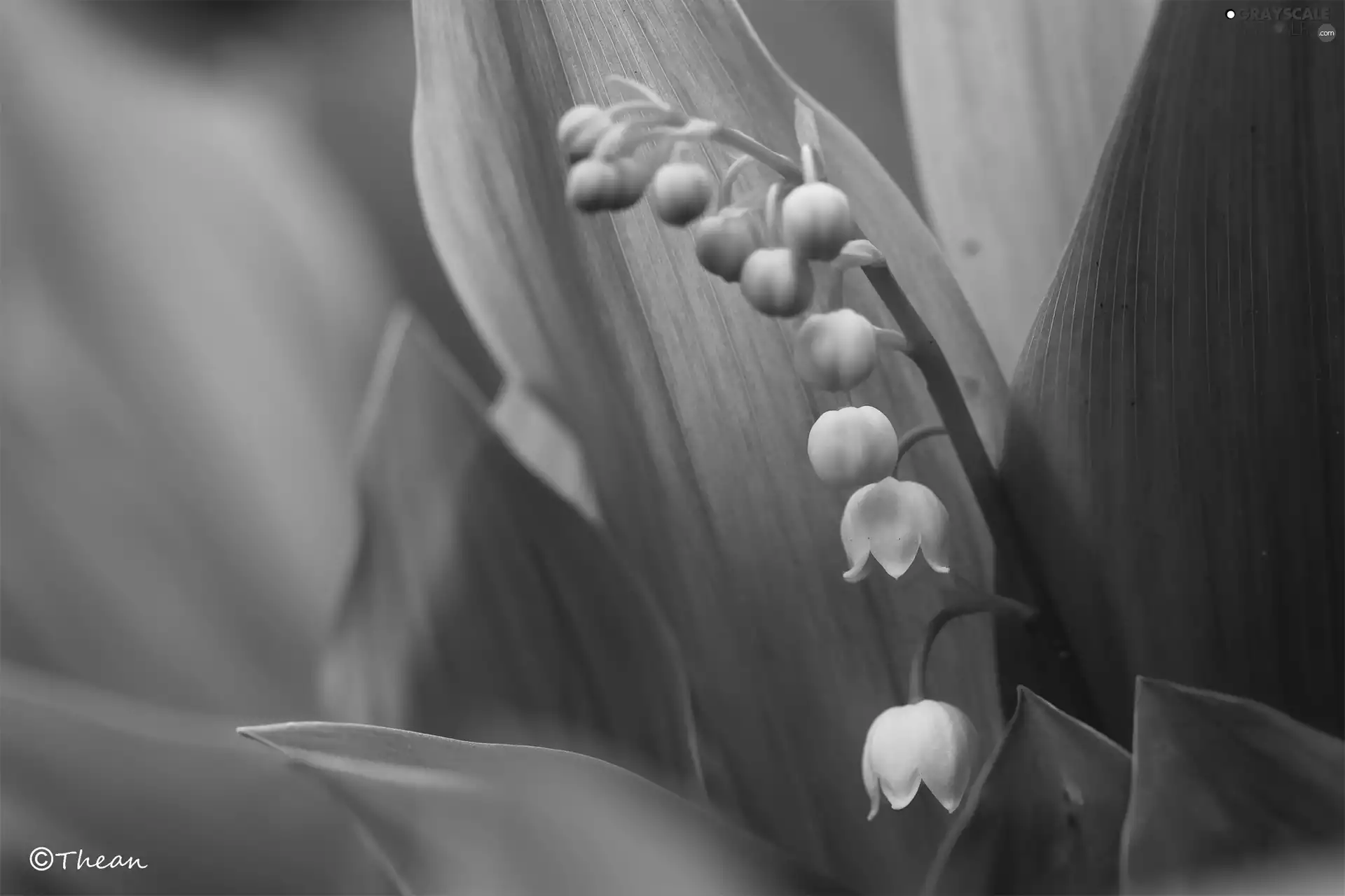 lilies, Flowers, Leaf, White