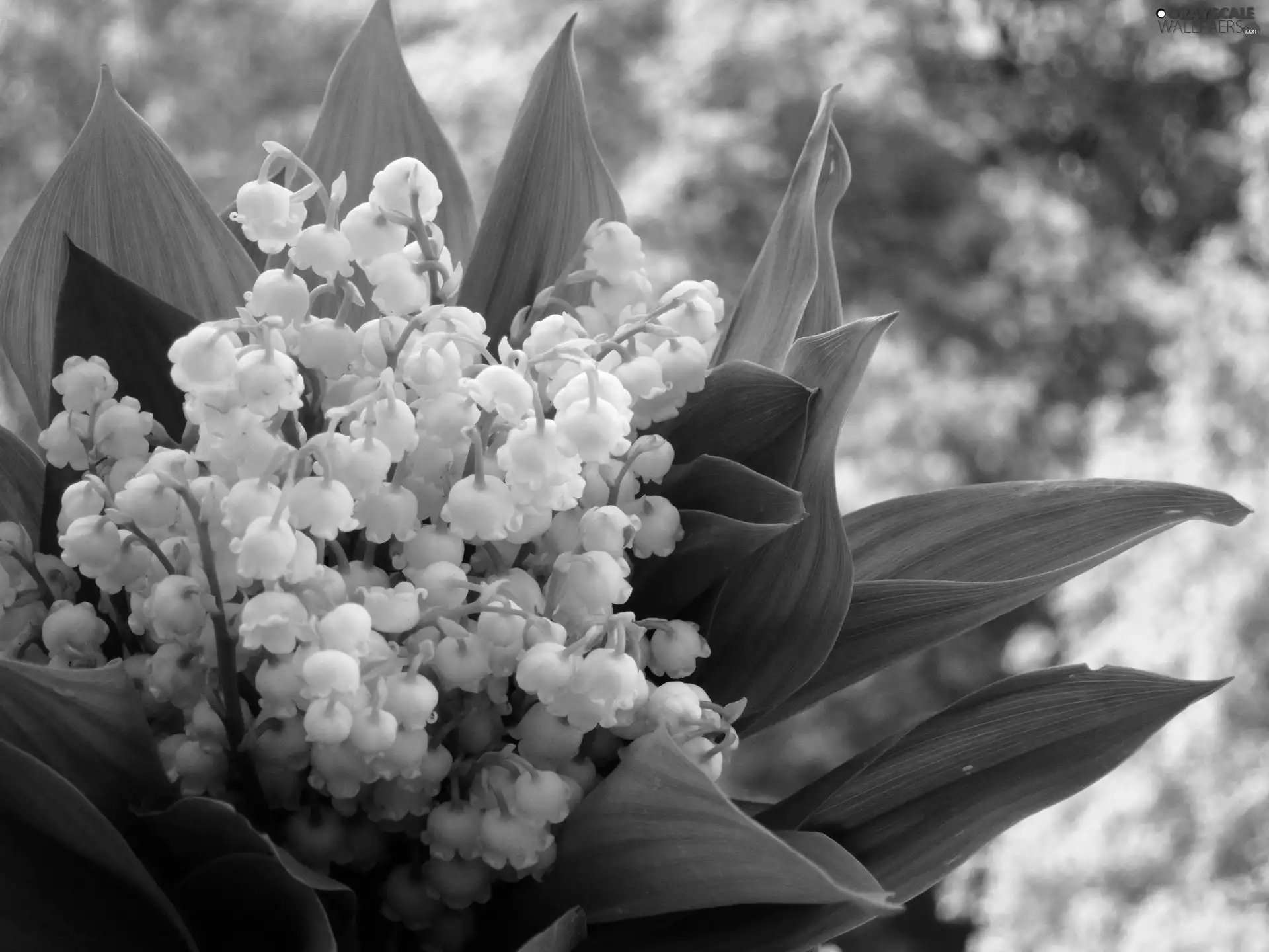 lilies, Leaf