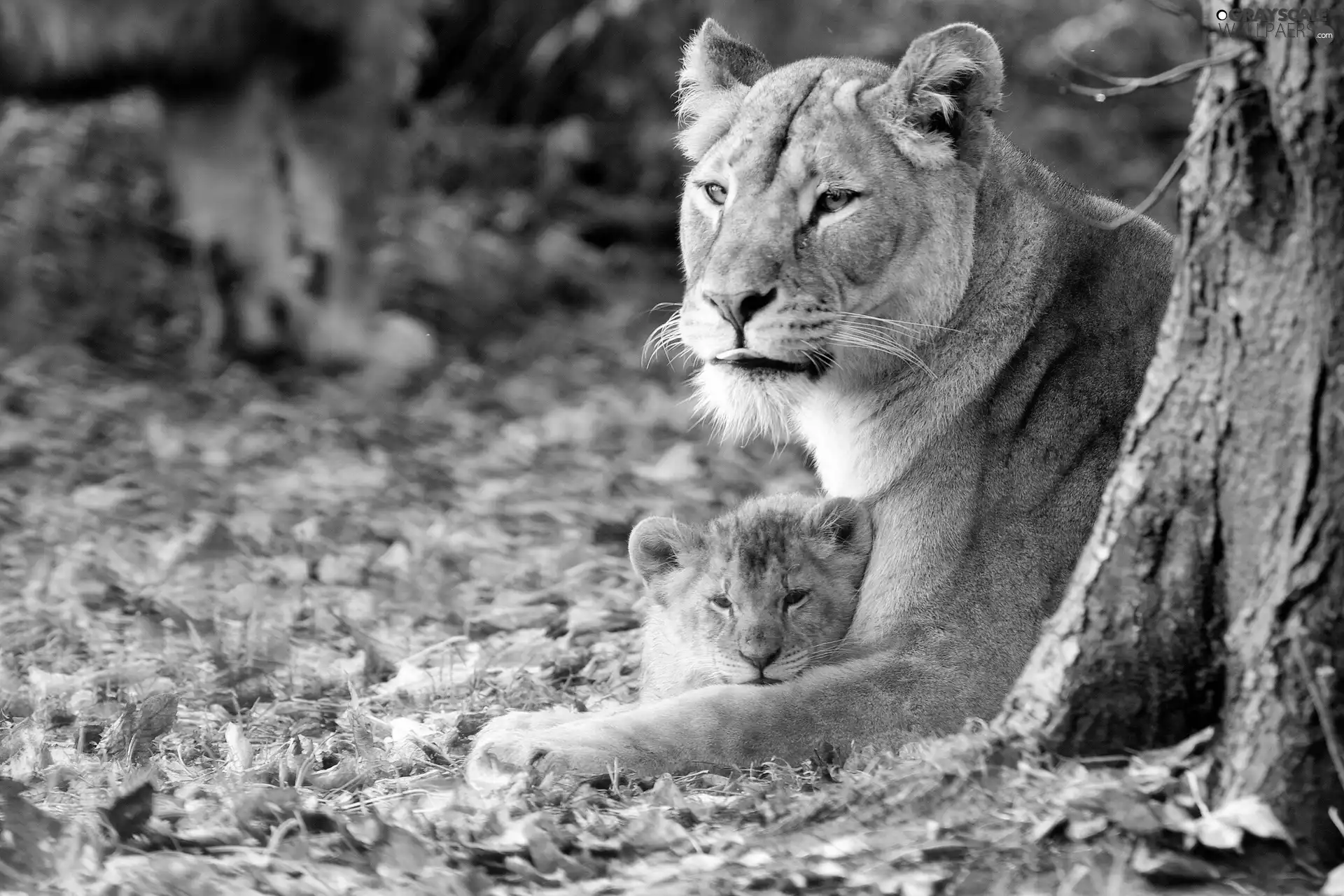 Leaf, Lioness, lion