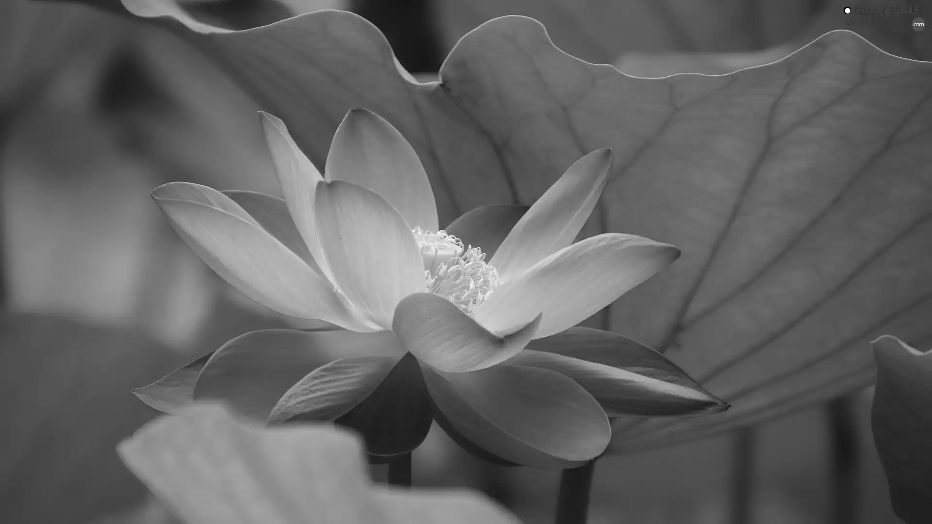 leaf, Pink, lotus