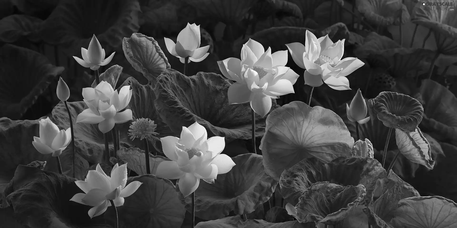 Leaf, Flowers, lotuses