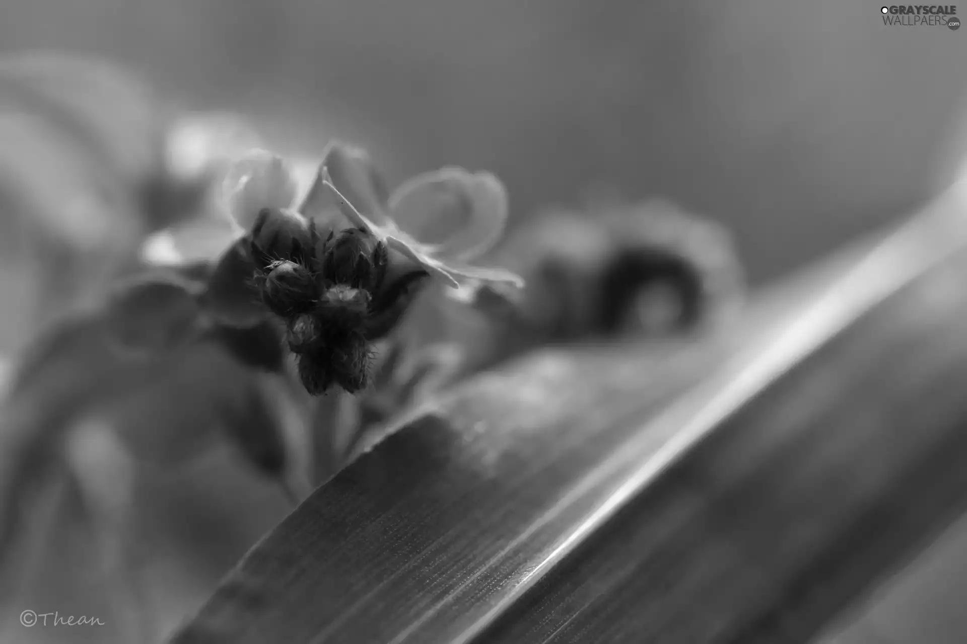 forget-me-not, leaf