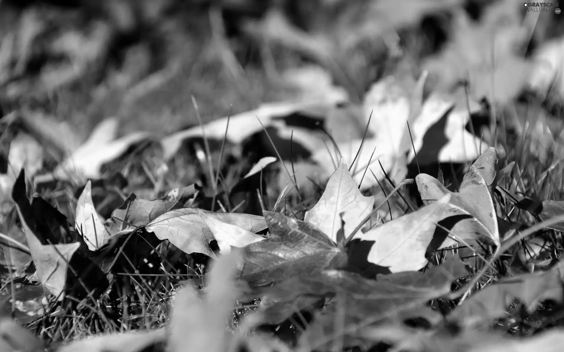 Meadow, color, Leaf, Autumn