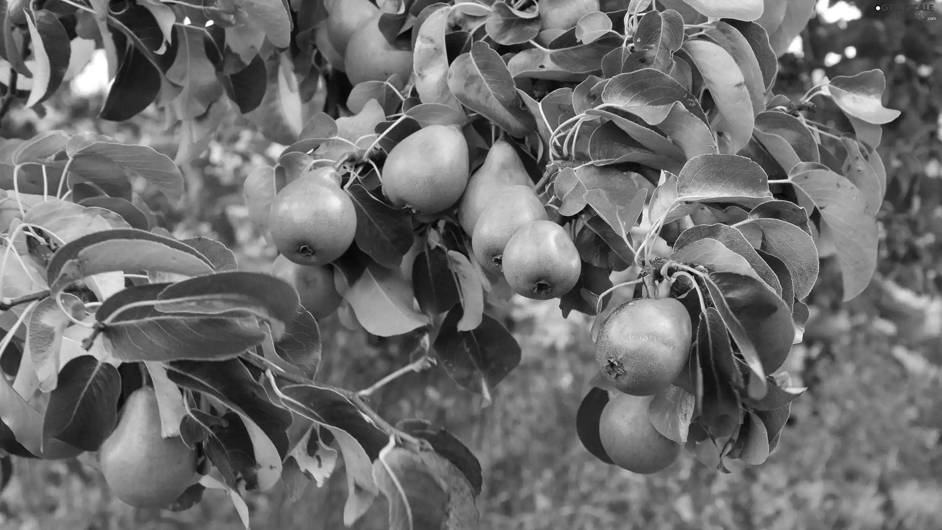 truck concrete mixer, Leaf, Pear, branch, trees