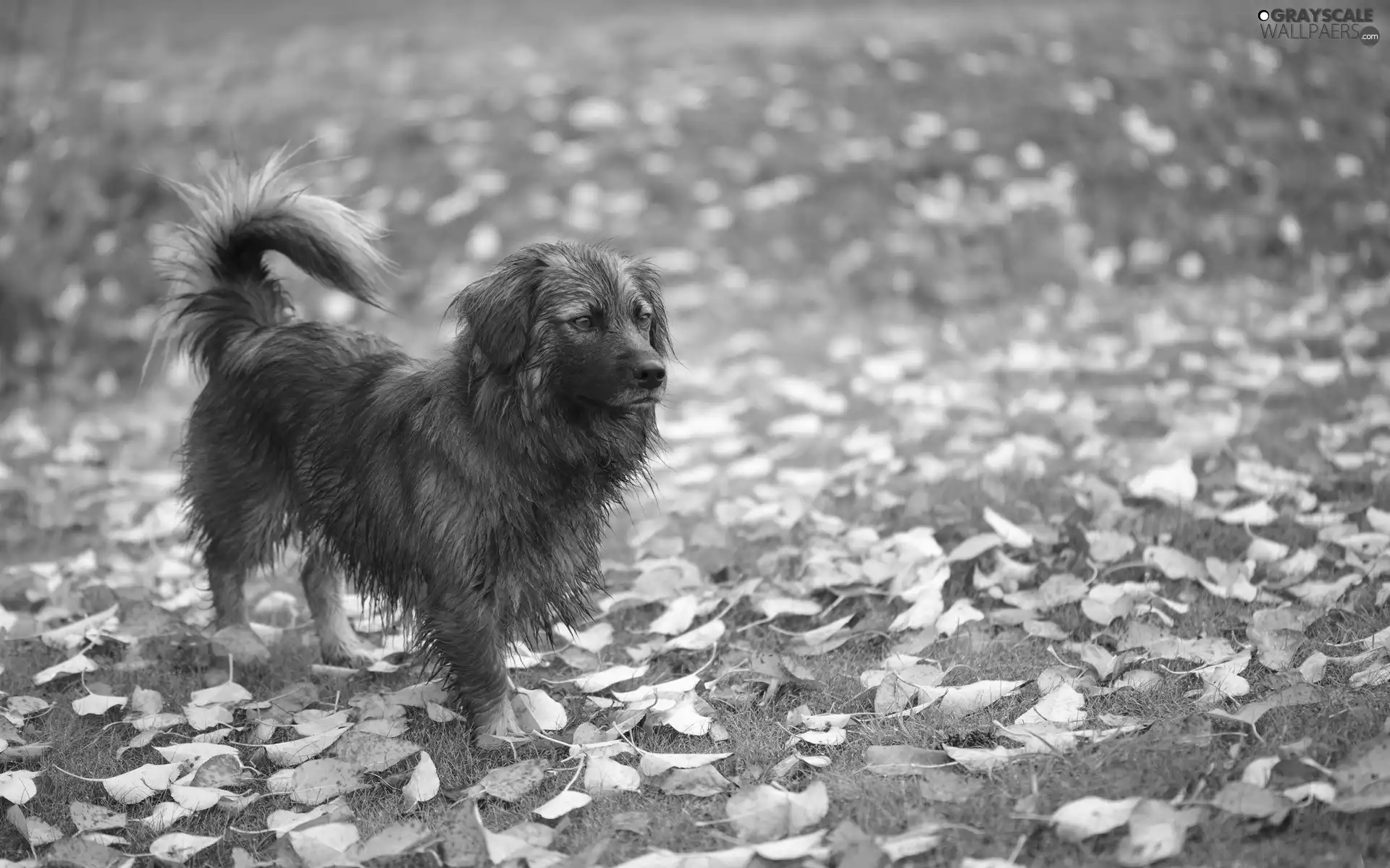 Leaf, dog, Meadow, Autumn, mongrel