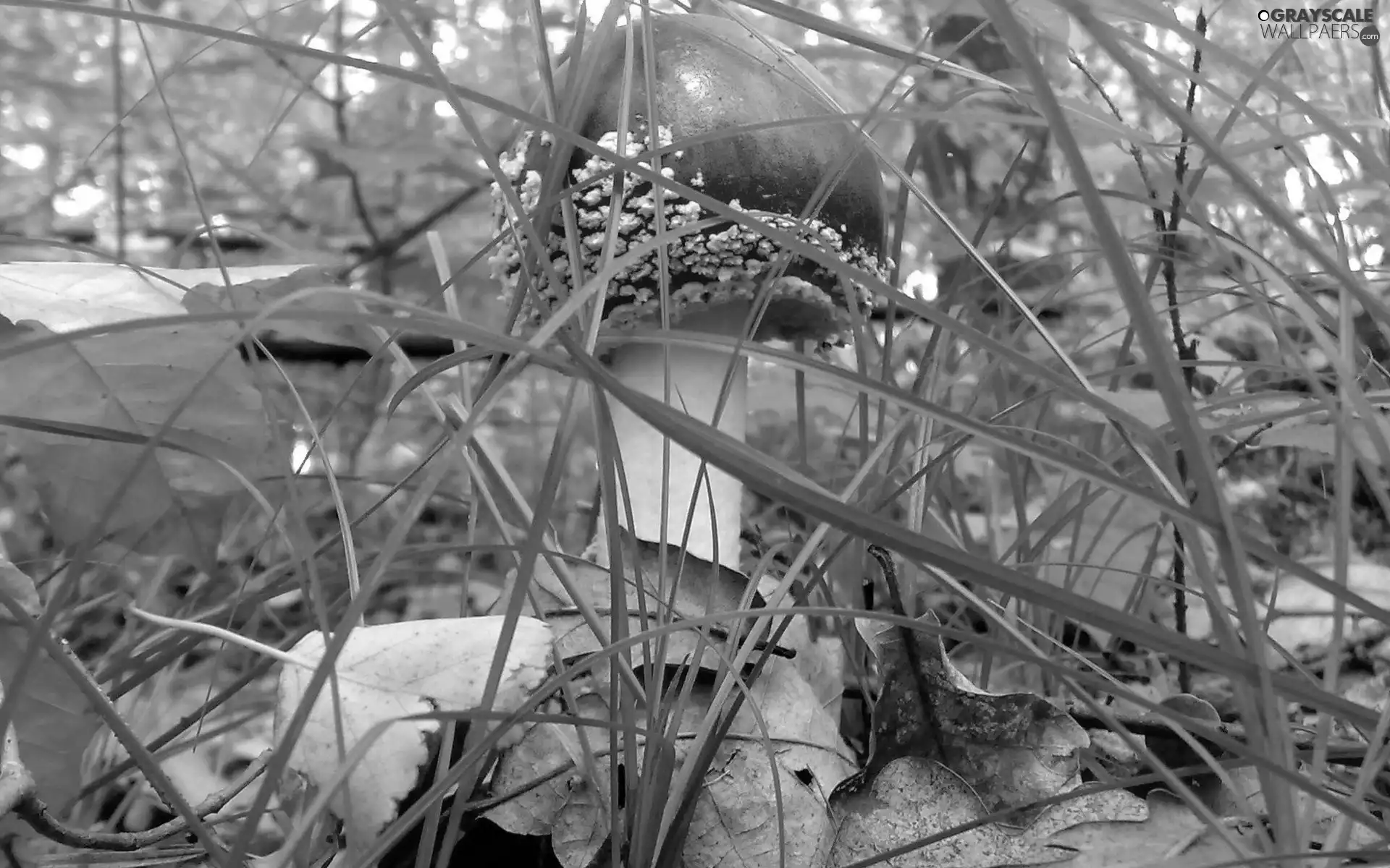 Mushrooms, grass, Leaf, toadstool