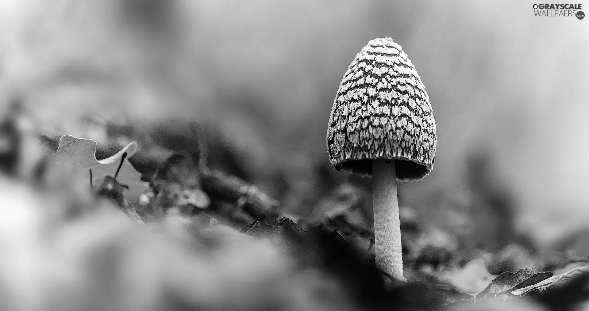 Mushrooms, Leaf