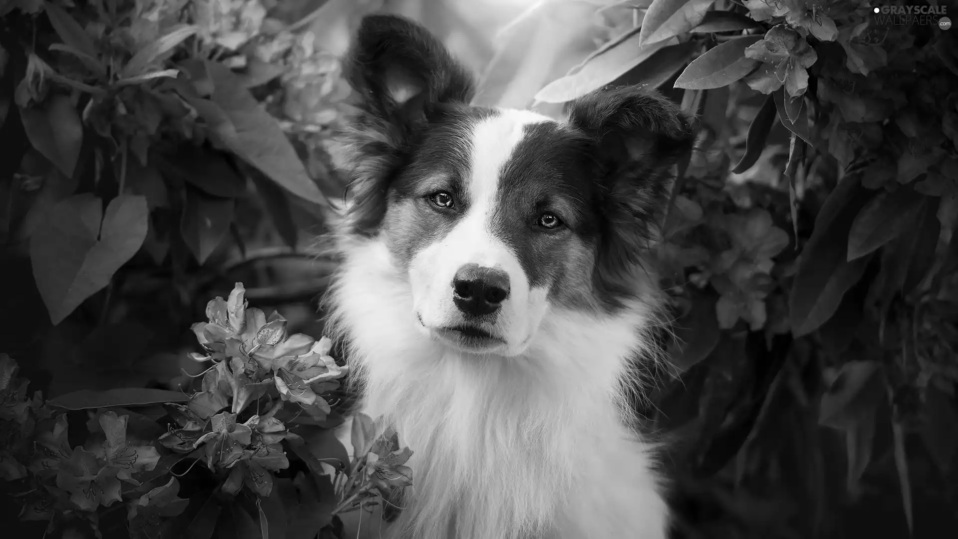 Rhododendrons, Leaf, muzzle, Flowers, dog