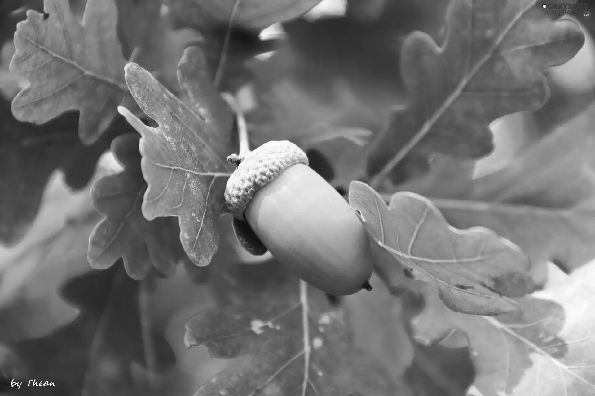 Leaf, acorn, oak