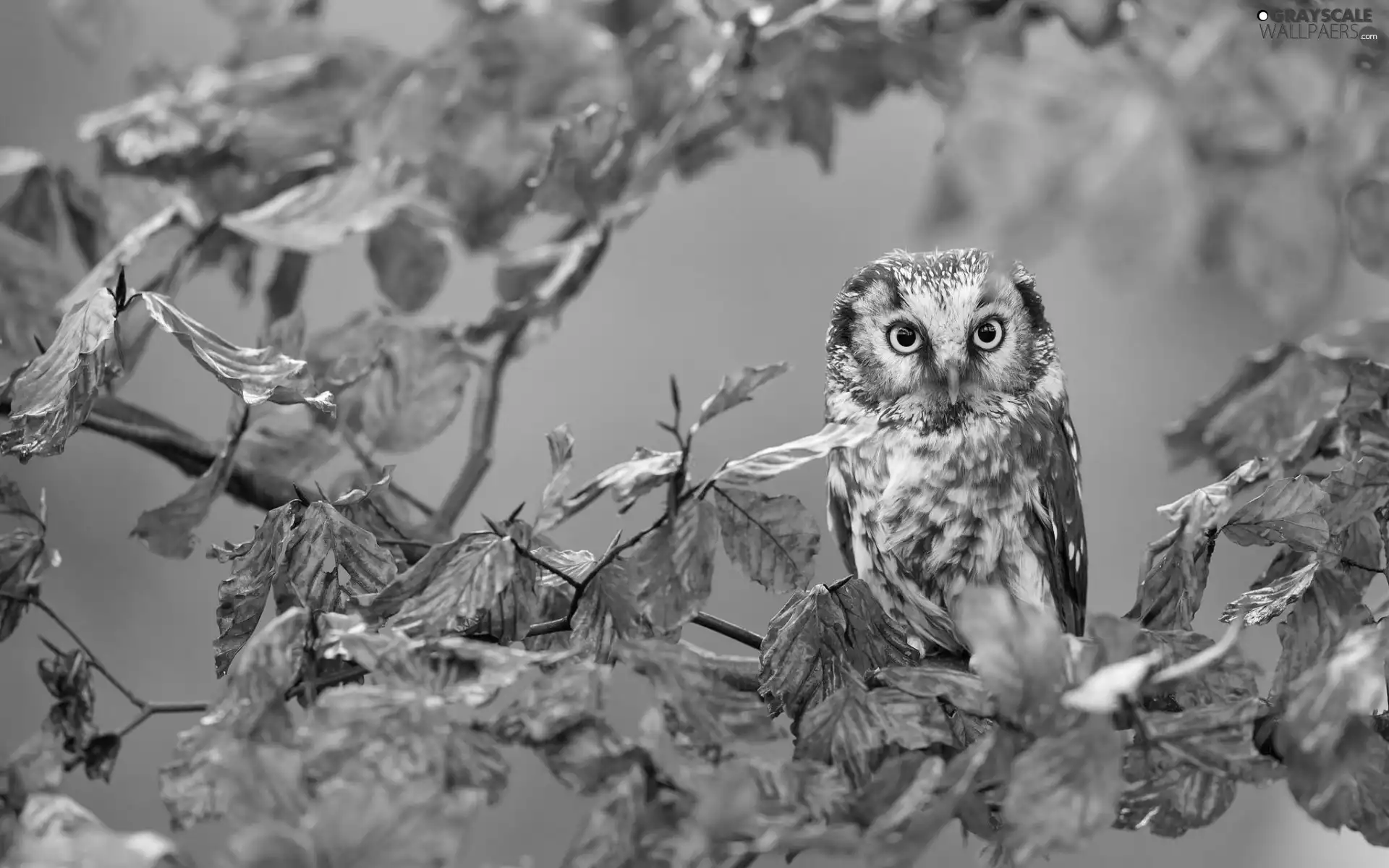 owl, Autumn, Leaf, branch